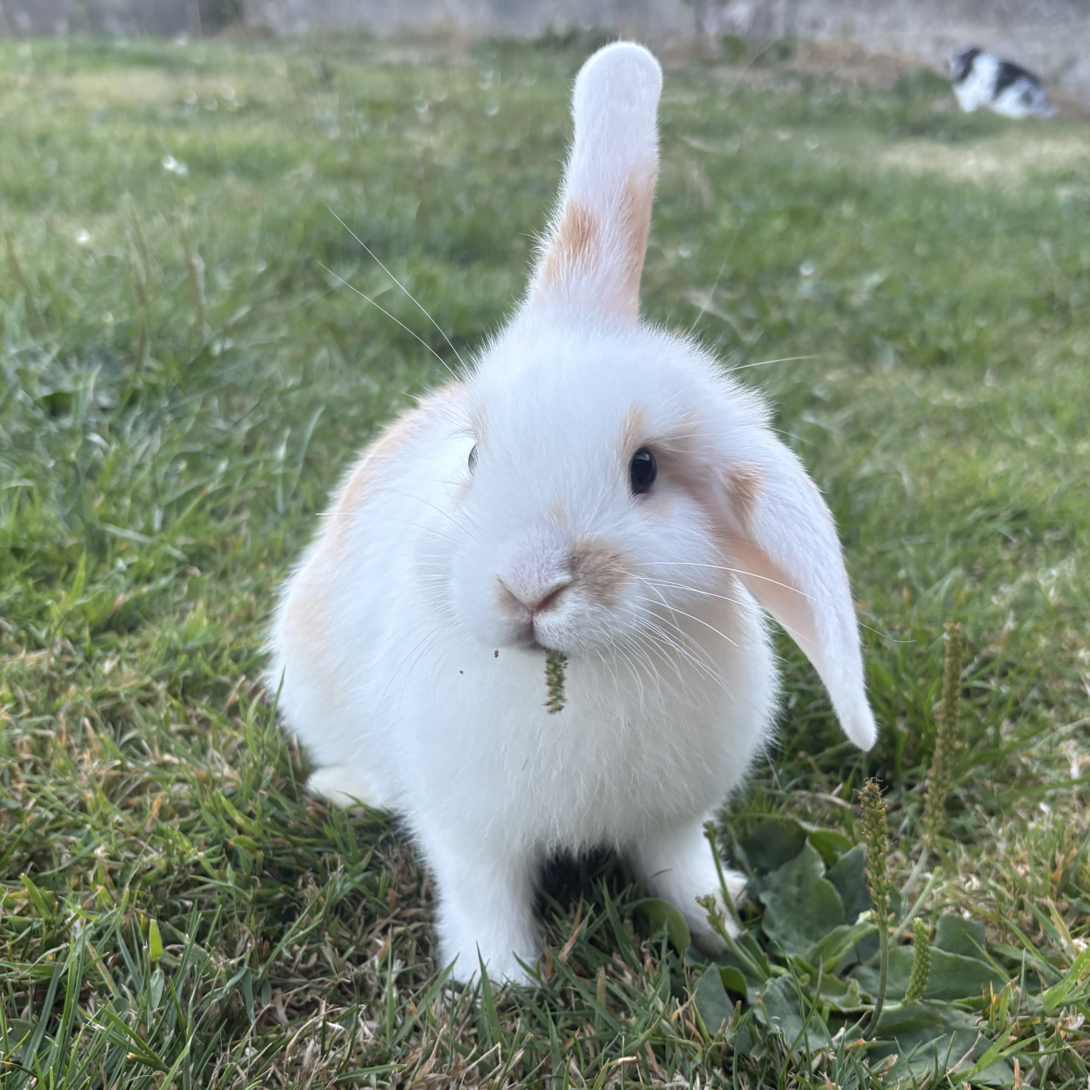 Clover 