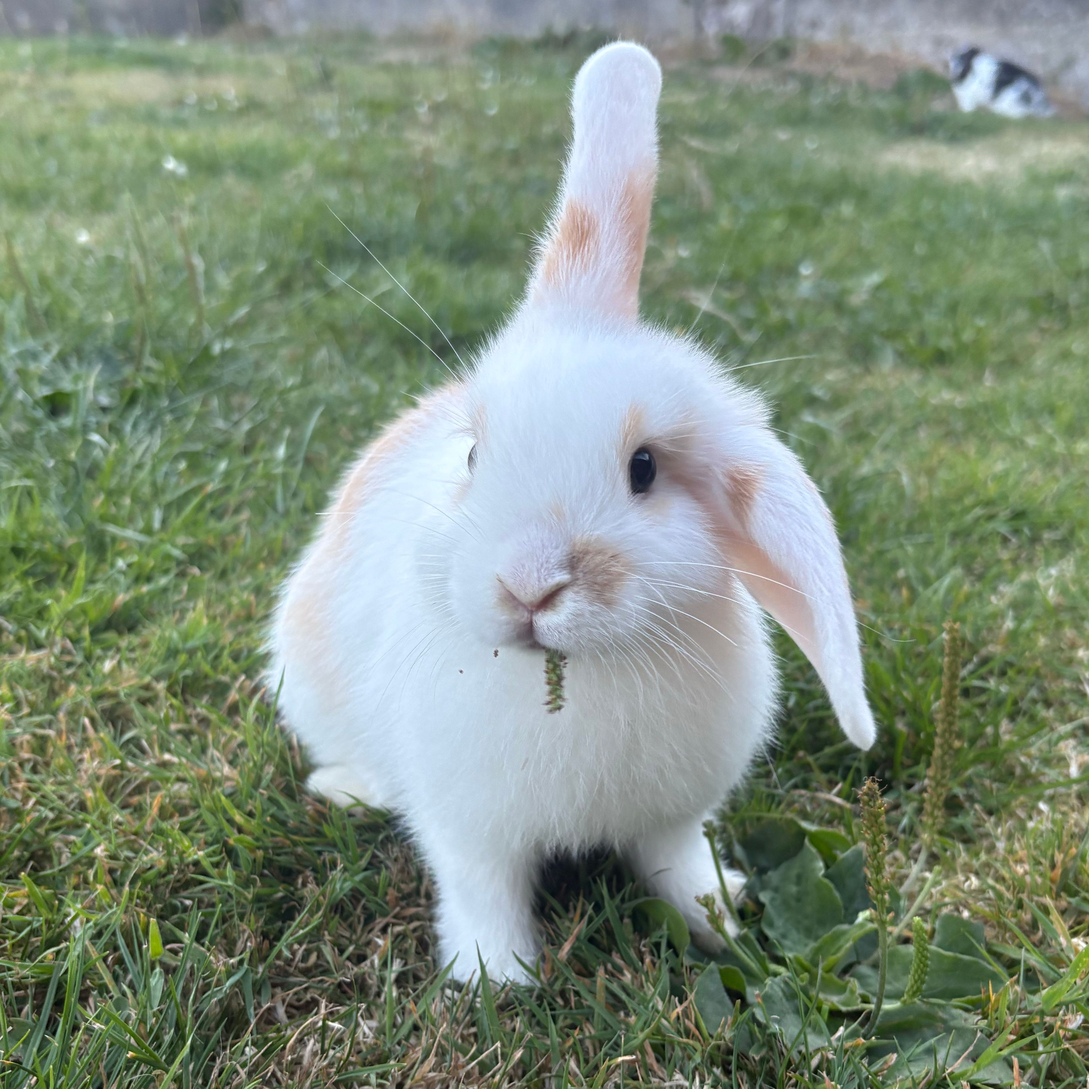 Clover