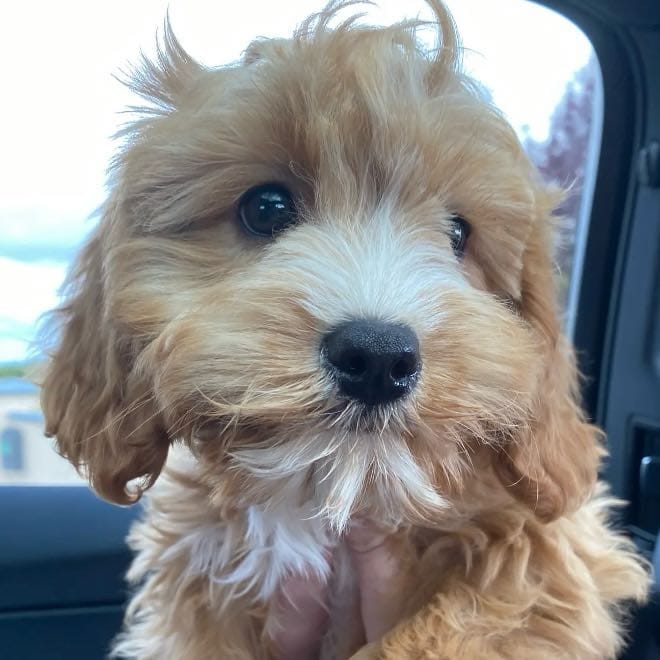 Oscar
