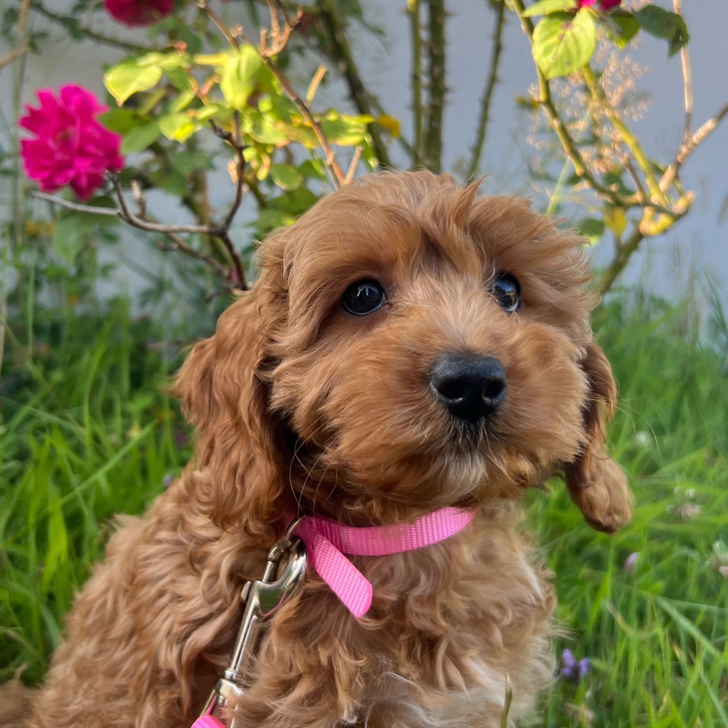 Poppy