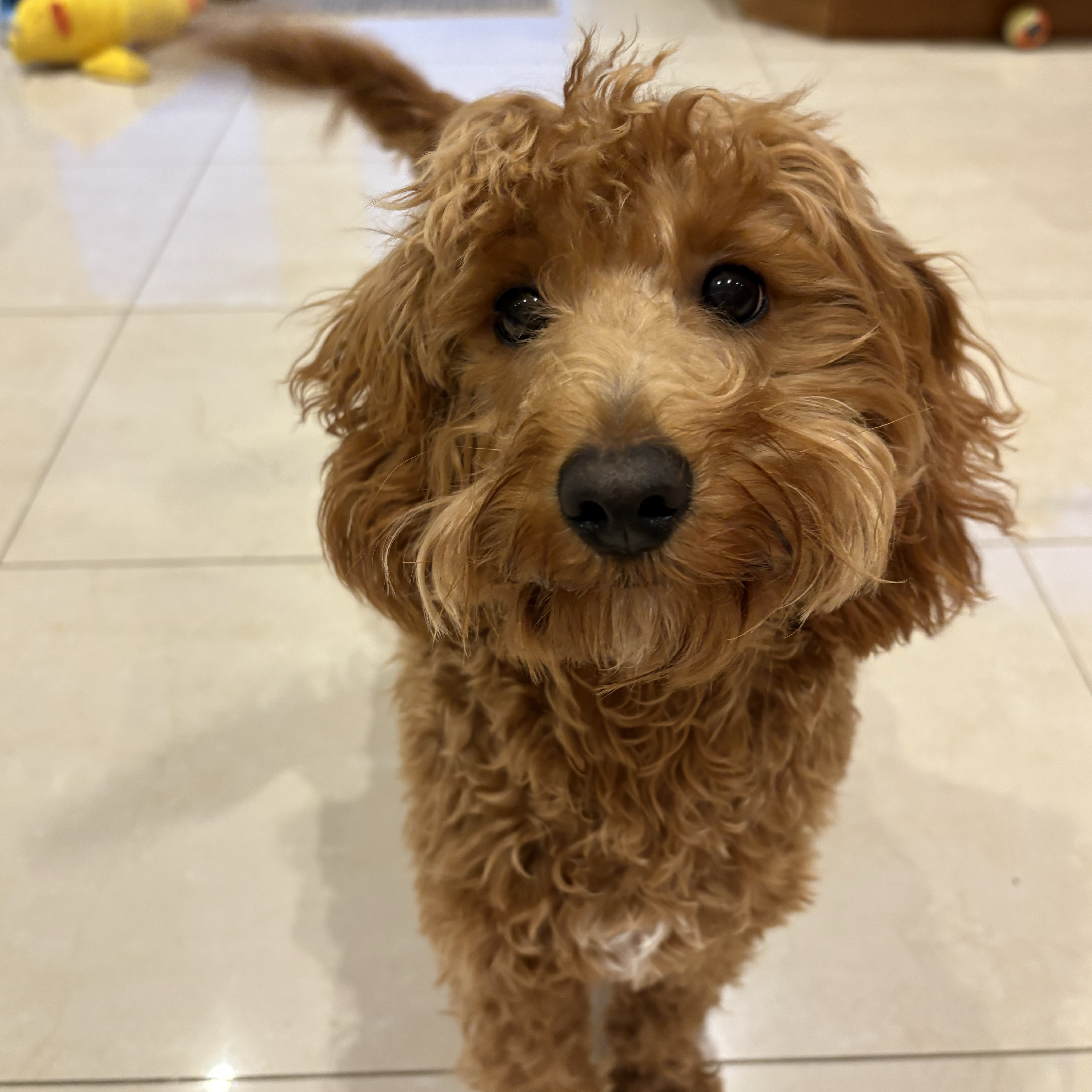 Poppy 
