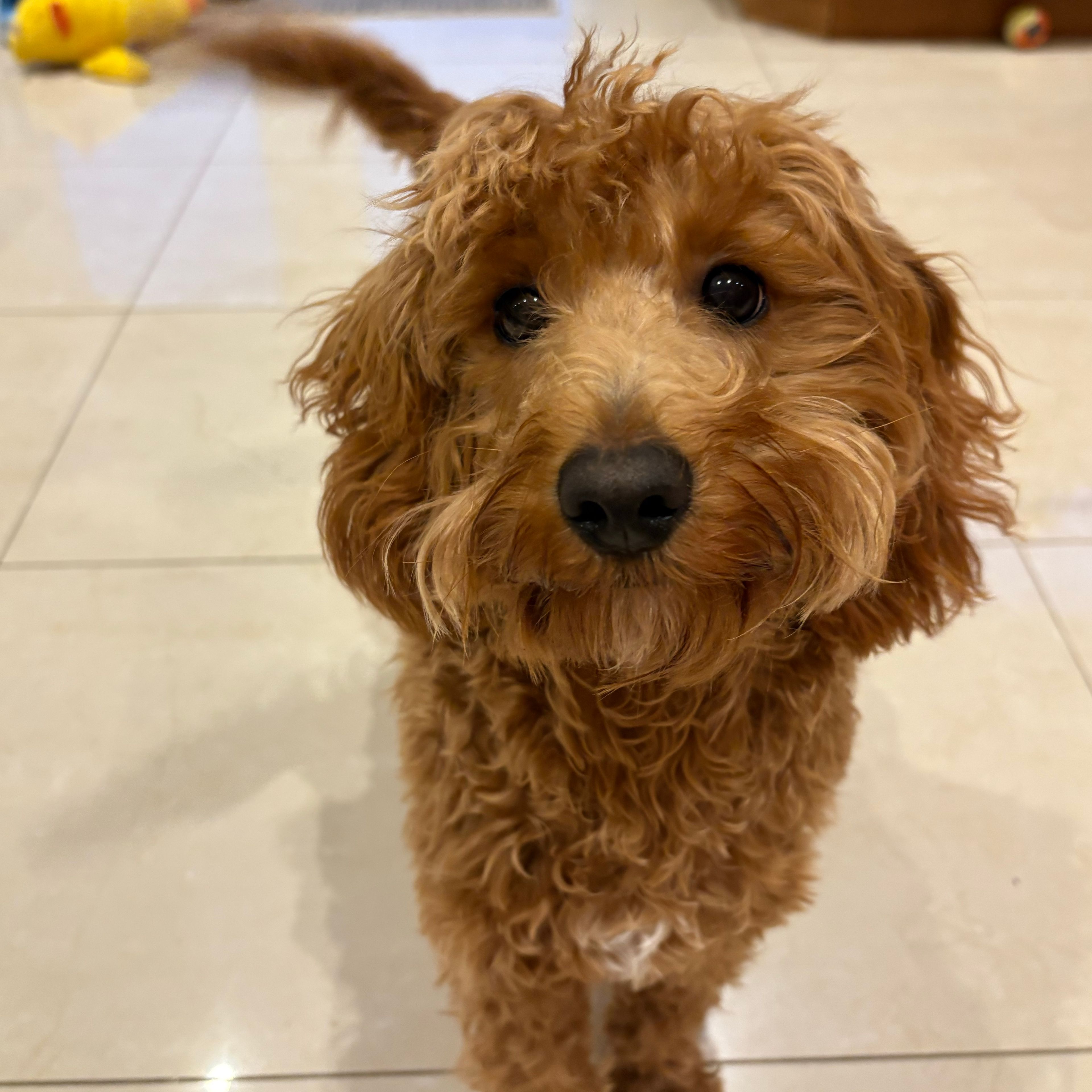 Poppy