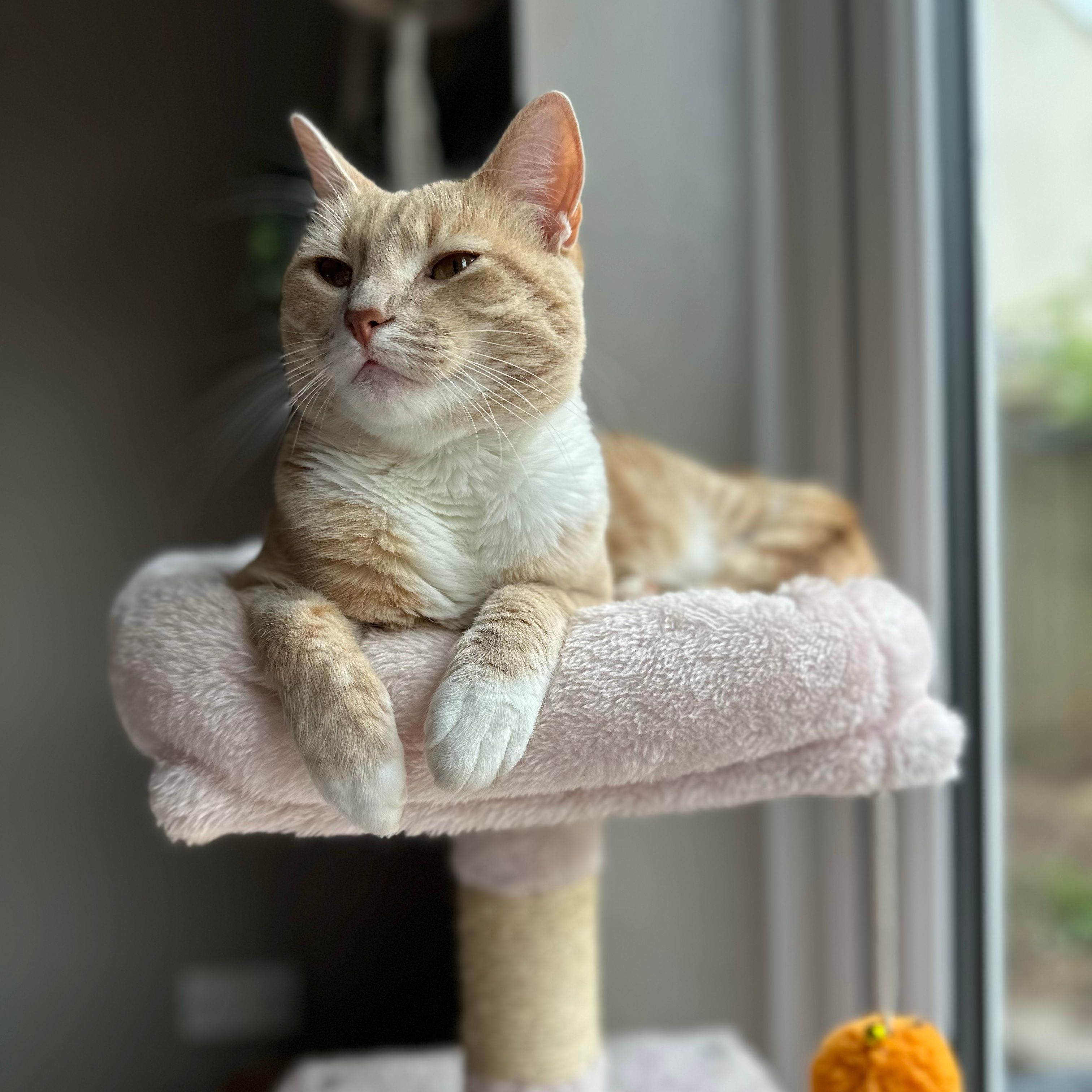 Tigger