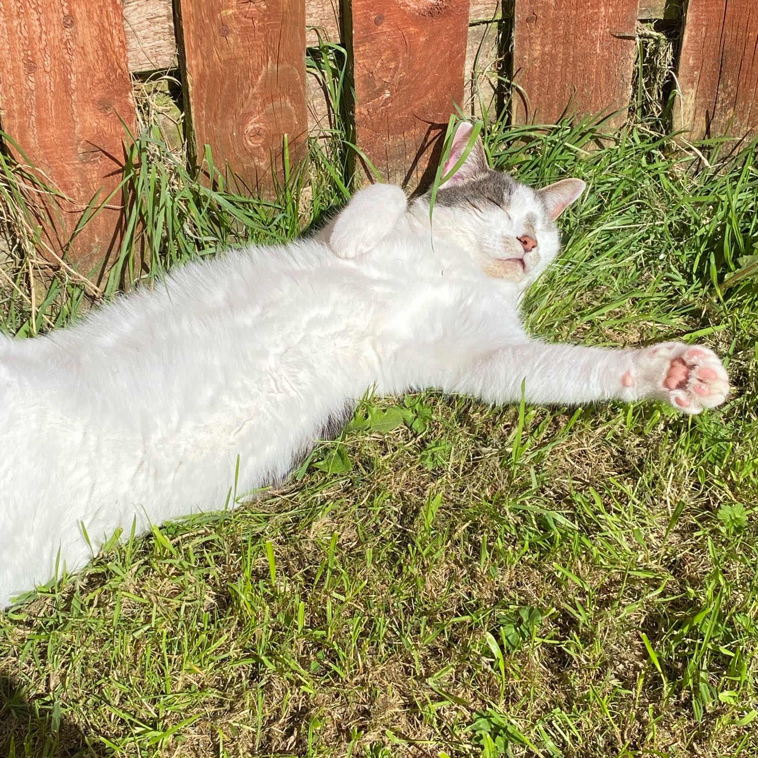 Mittens