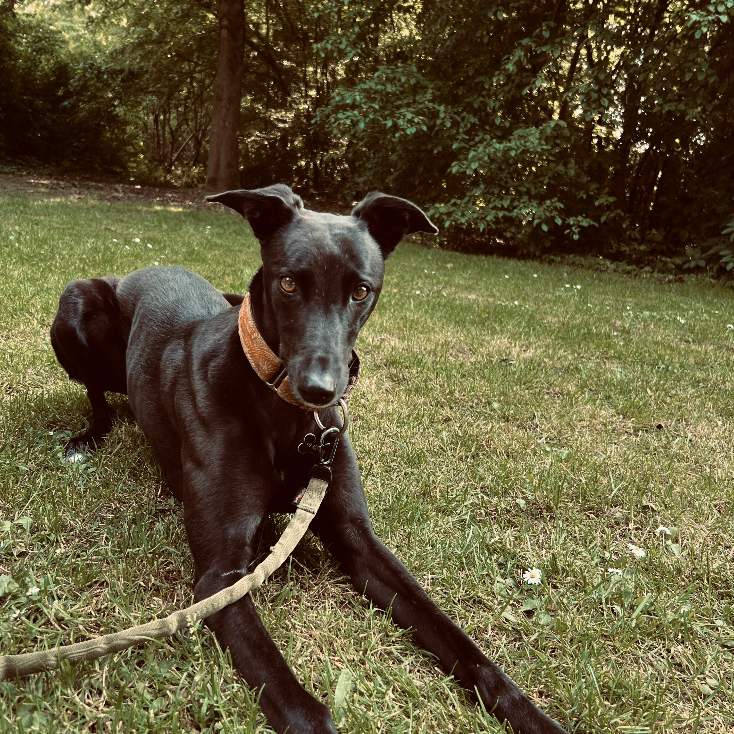 Bonnie