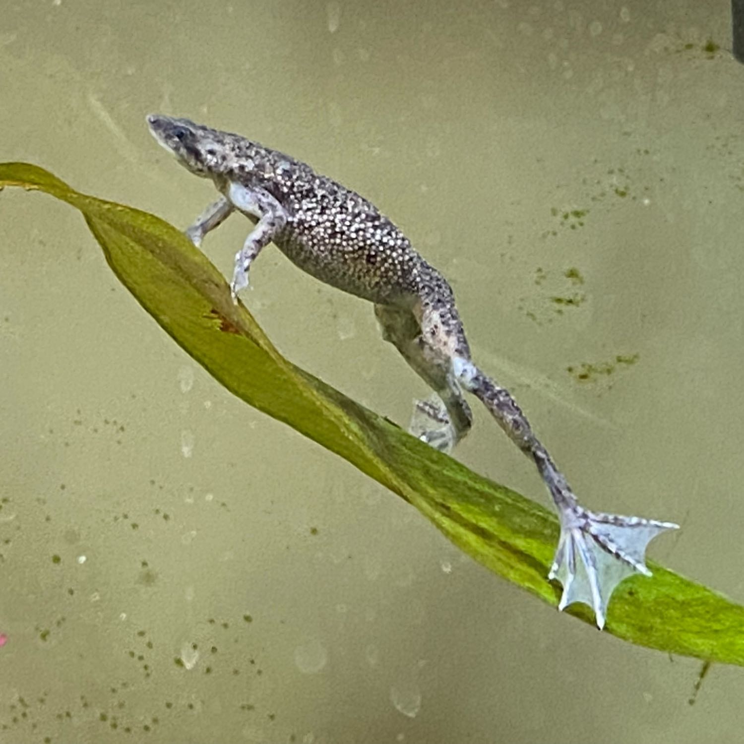 4 African Dwarf Frogs