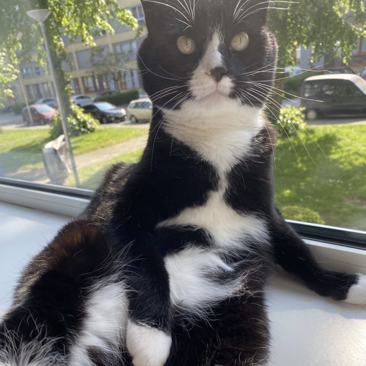 Pipskwie