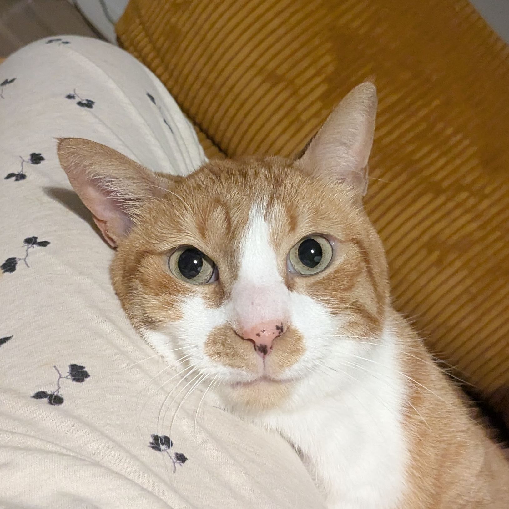 Ren