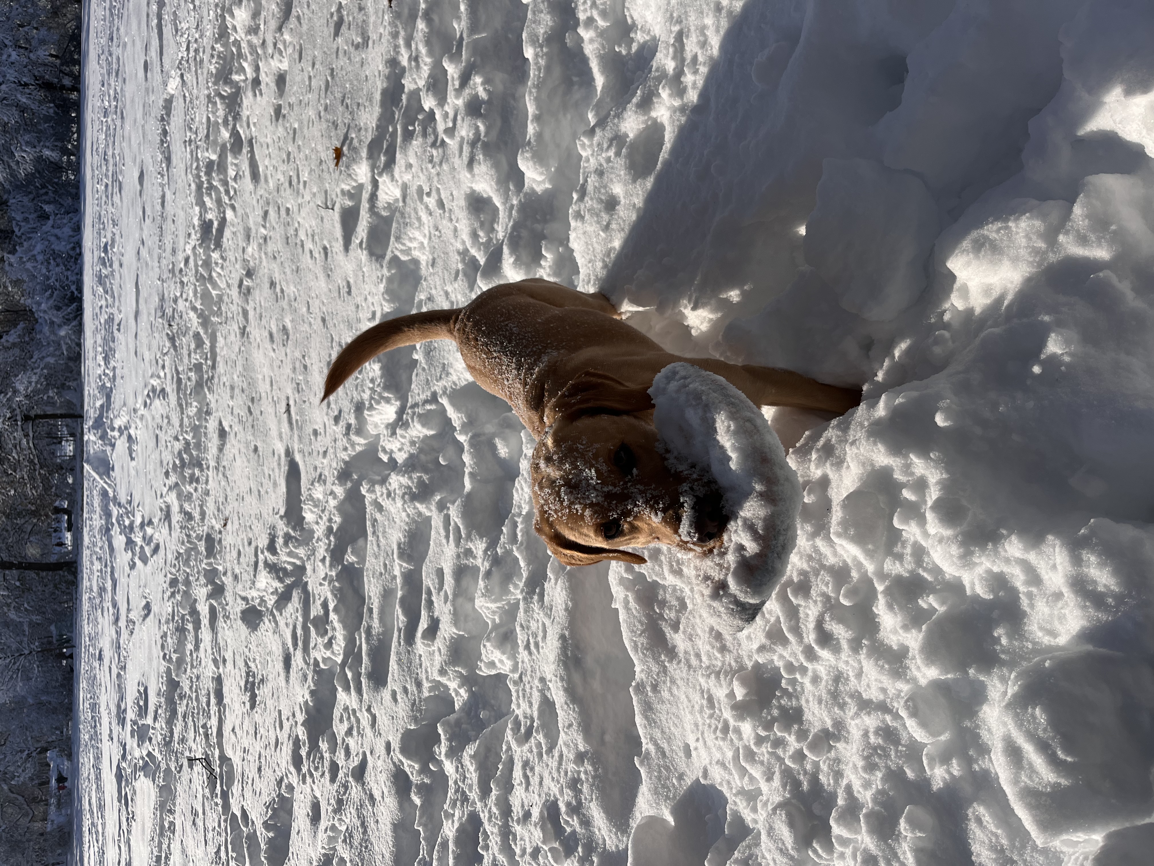 image-7