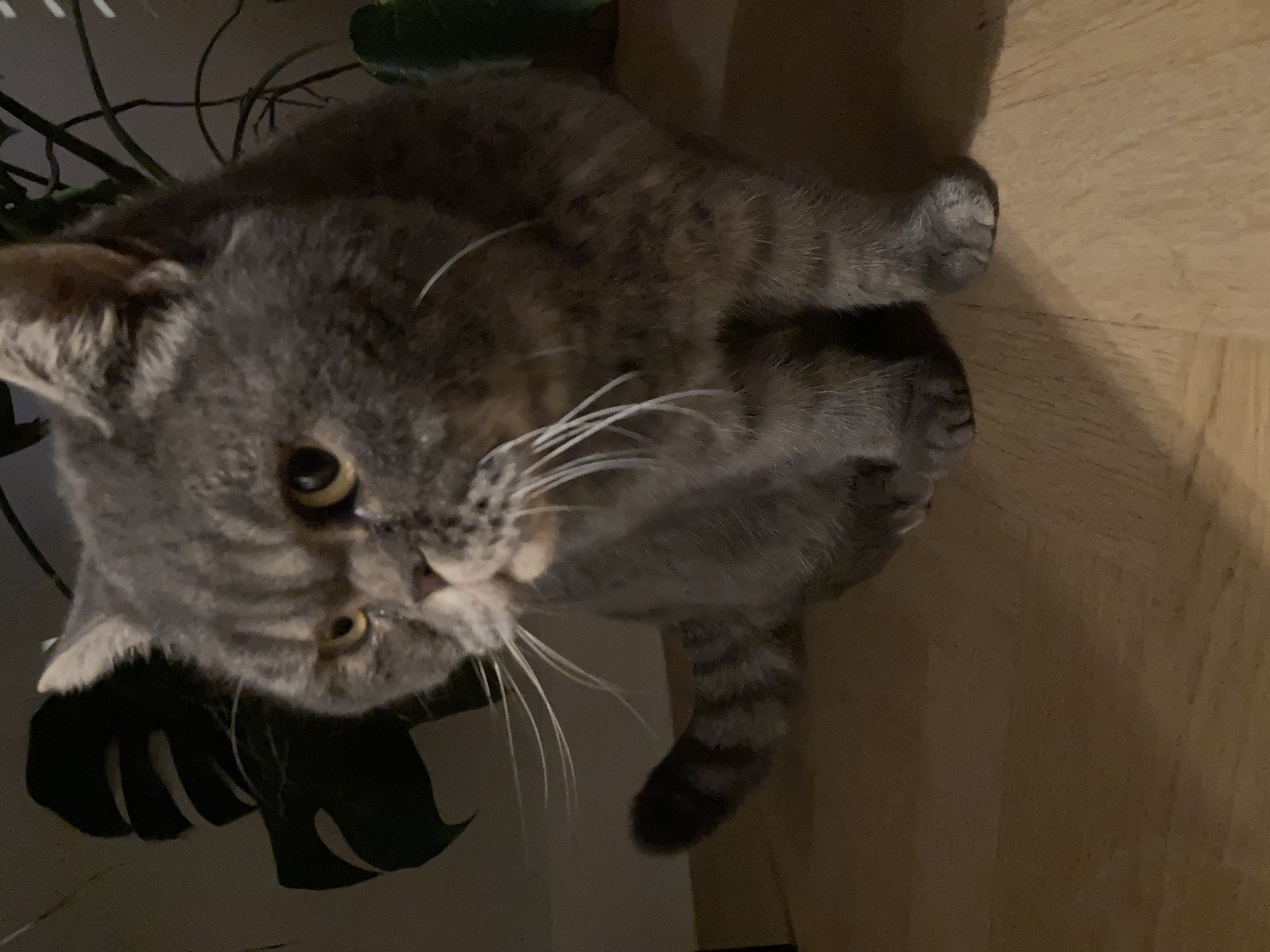 image-11