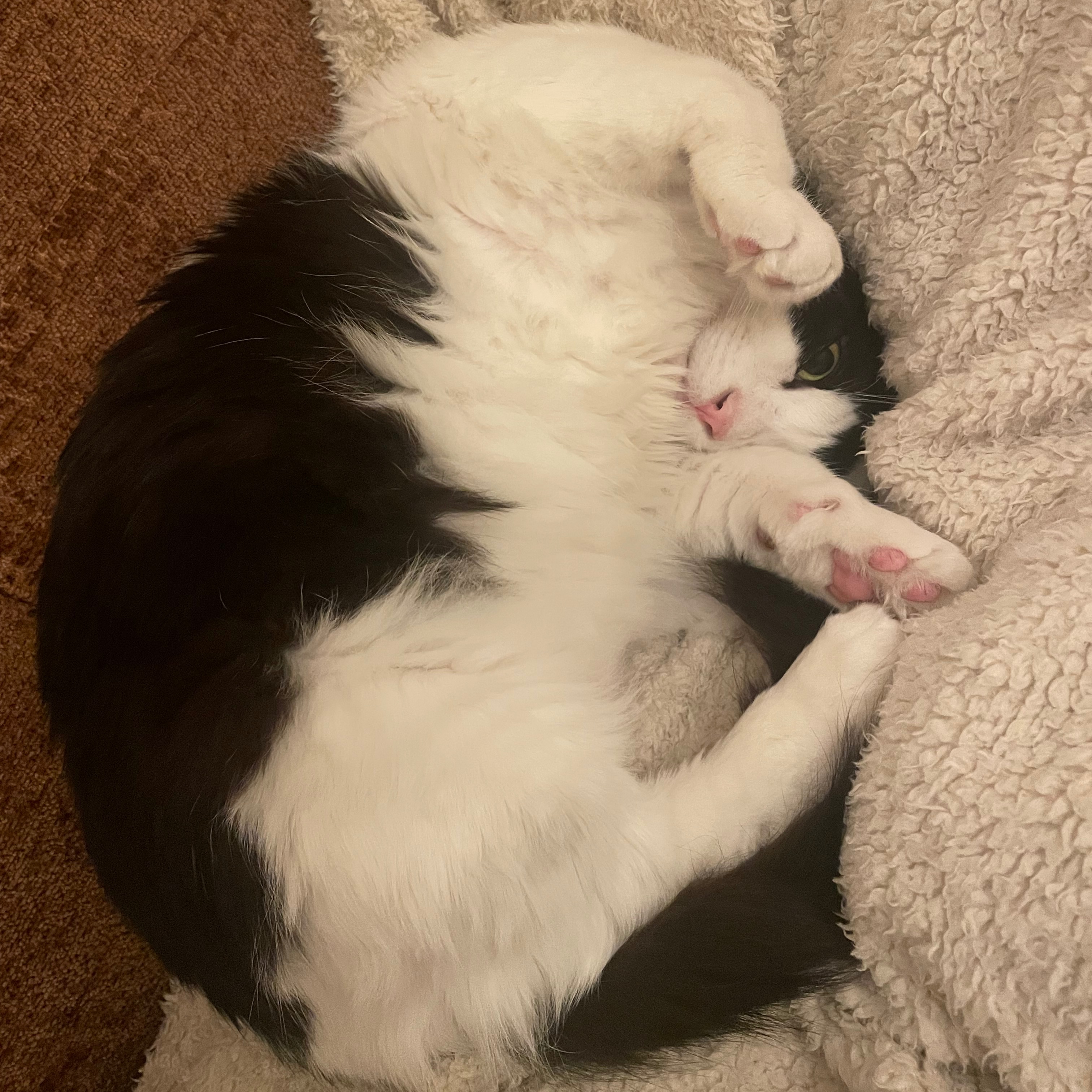 Mo