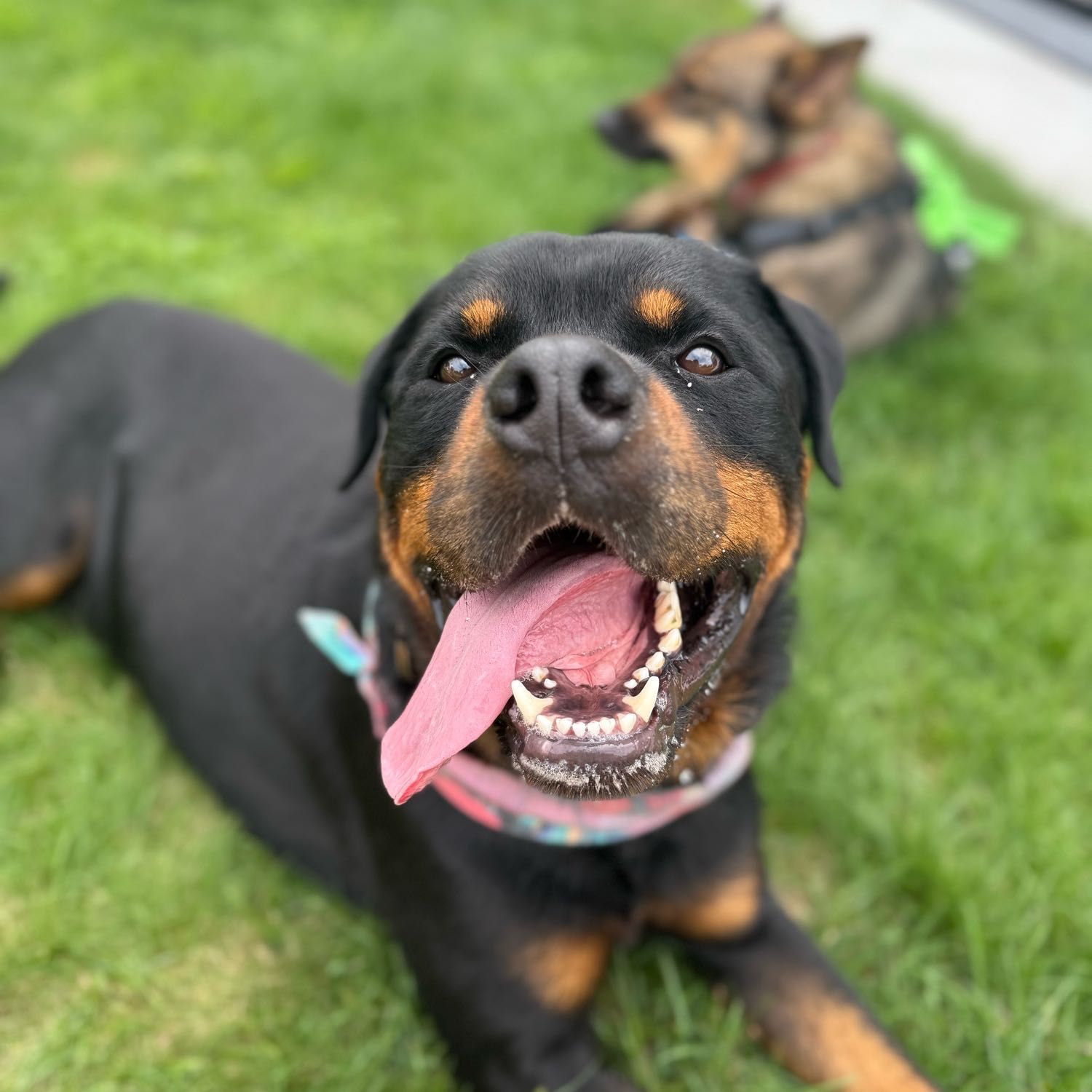 oli