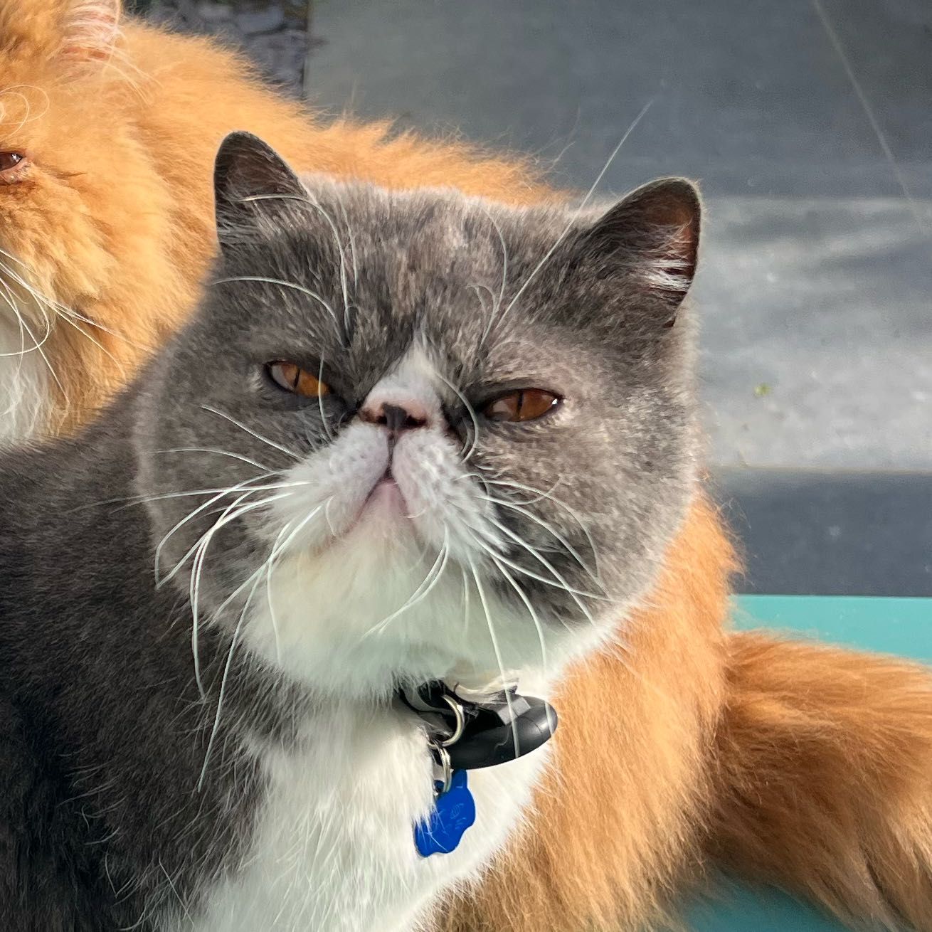Finn