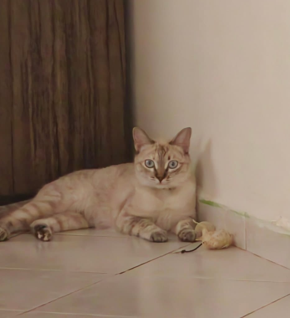 image-7