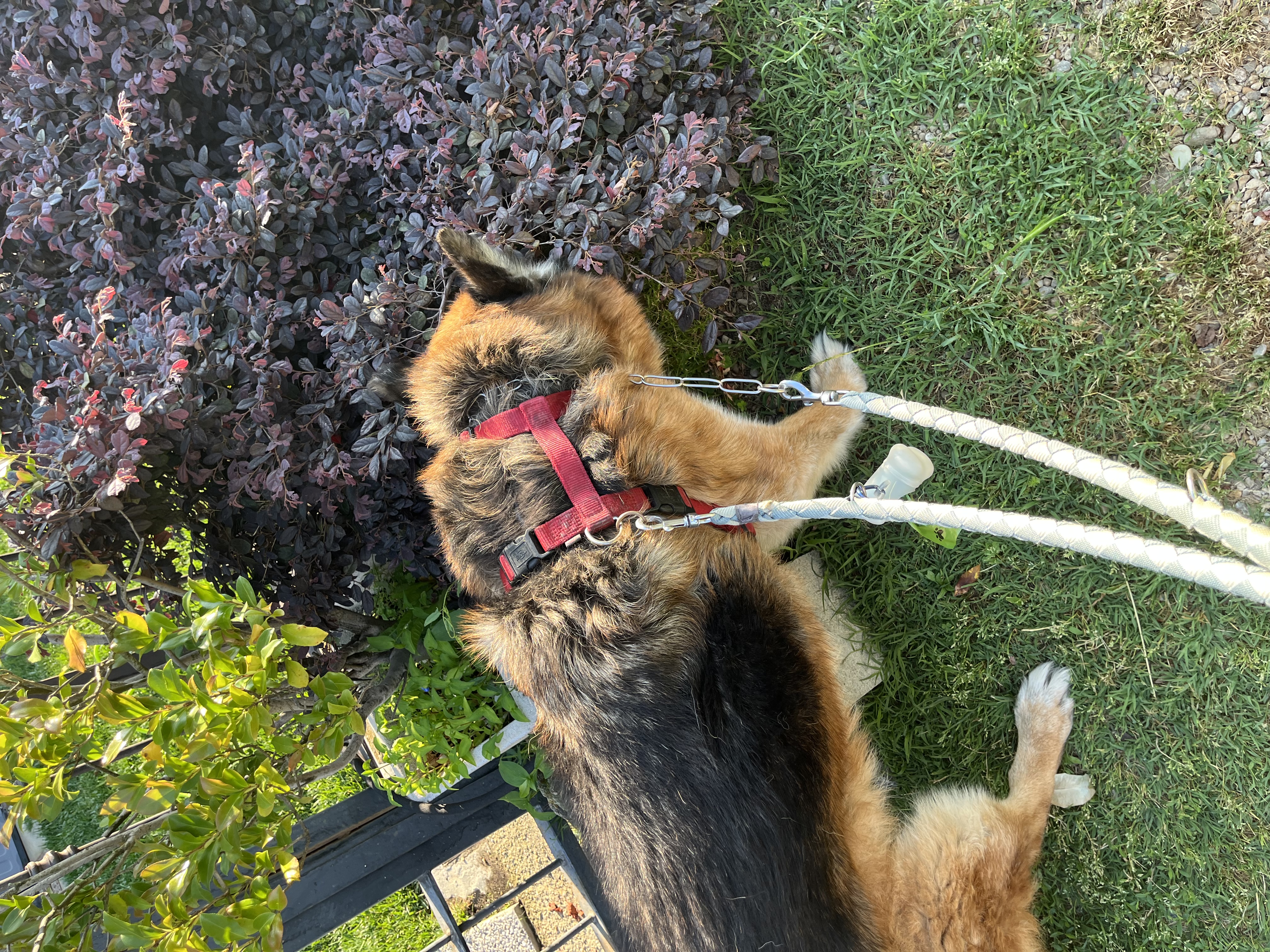 image-15
