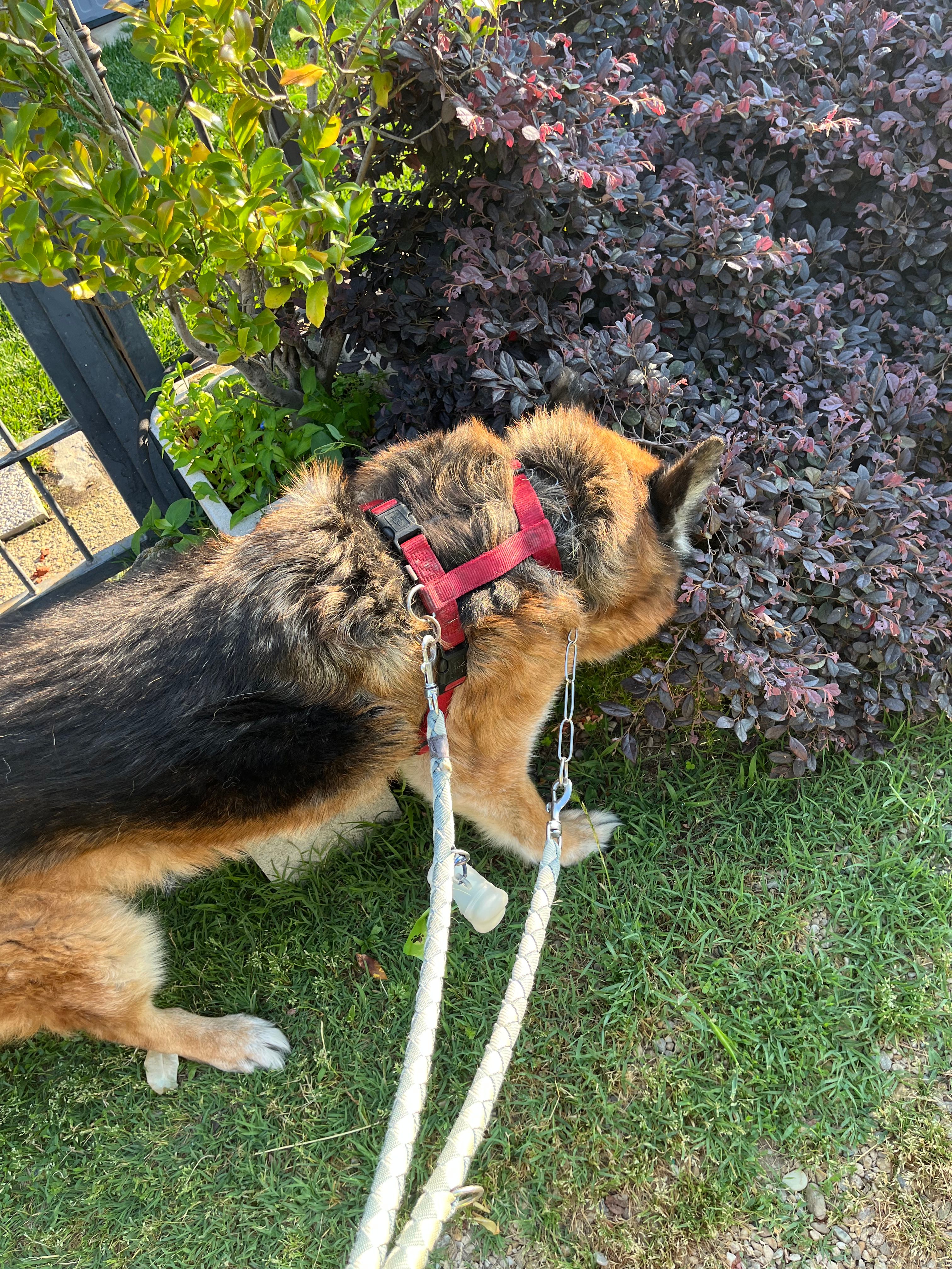 image-15