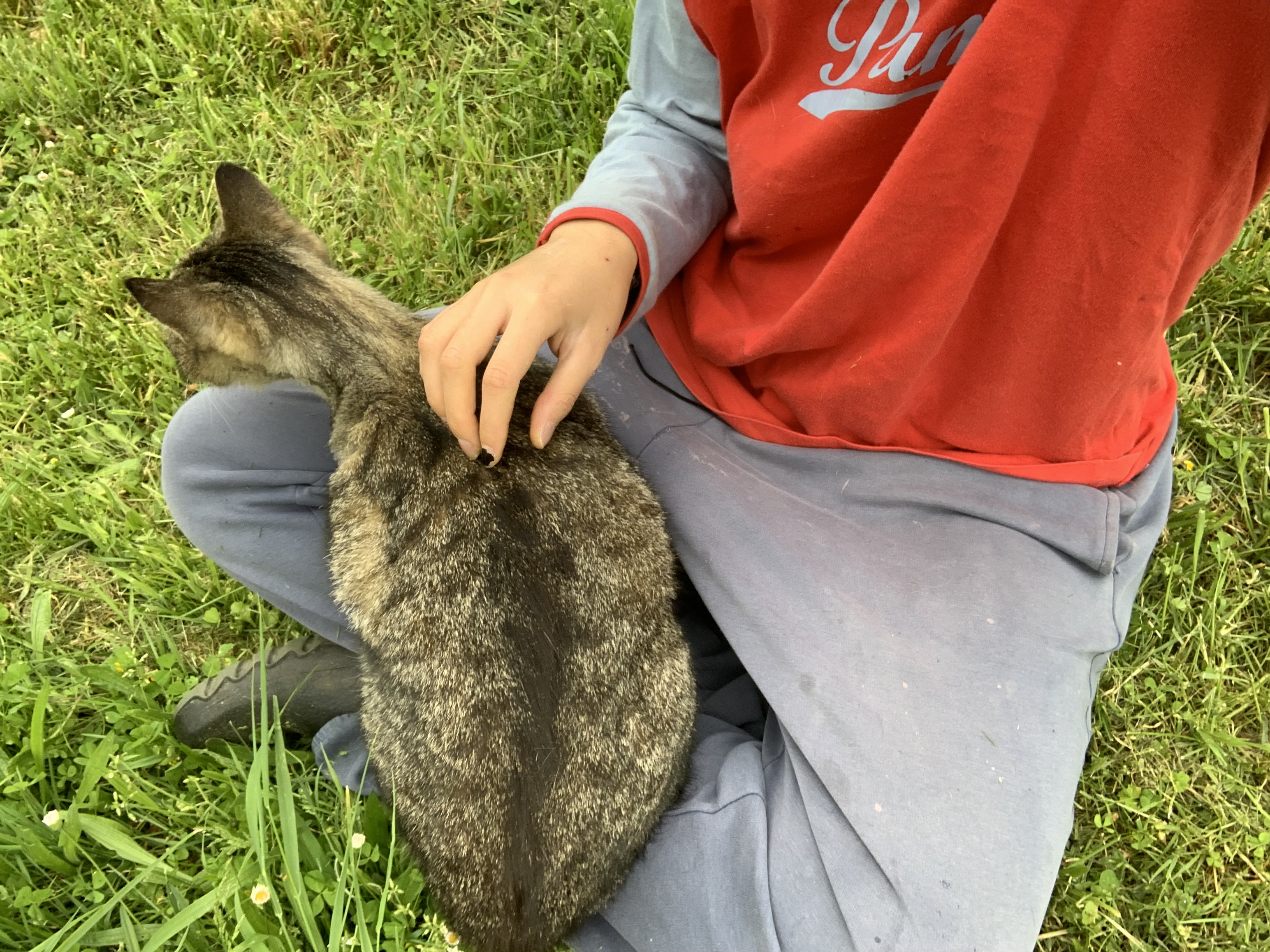 image-7