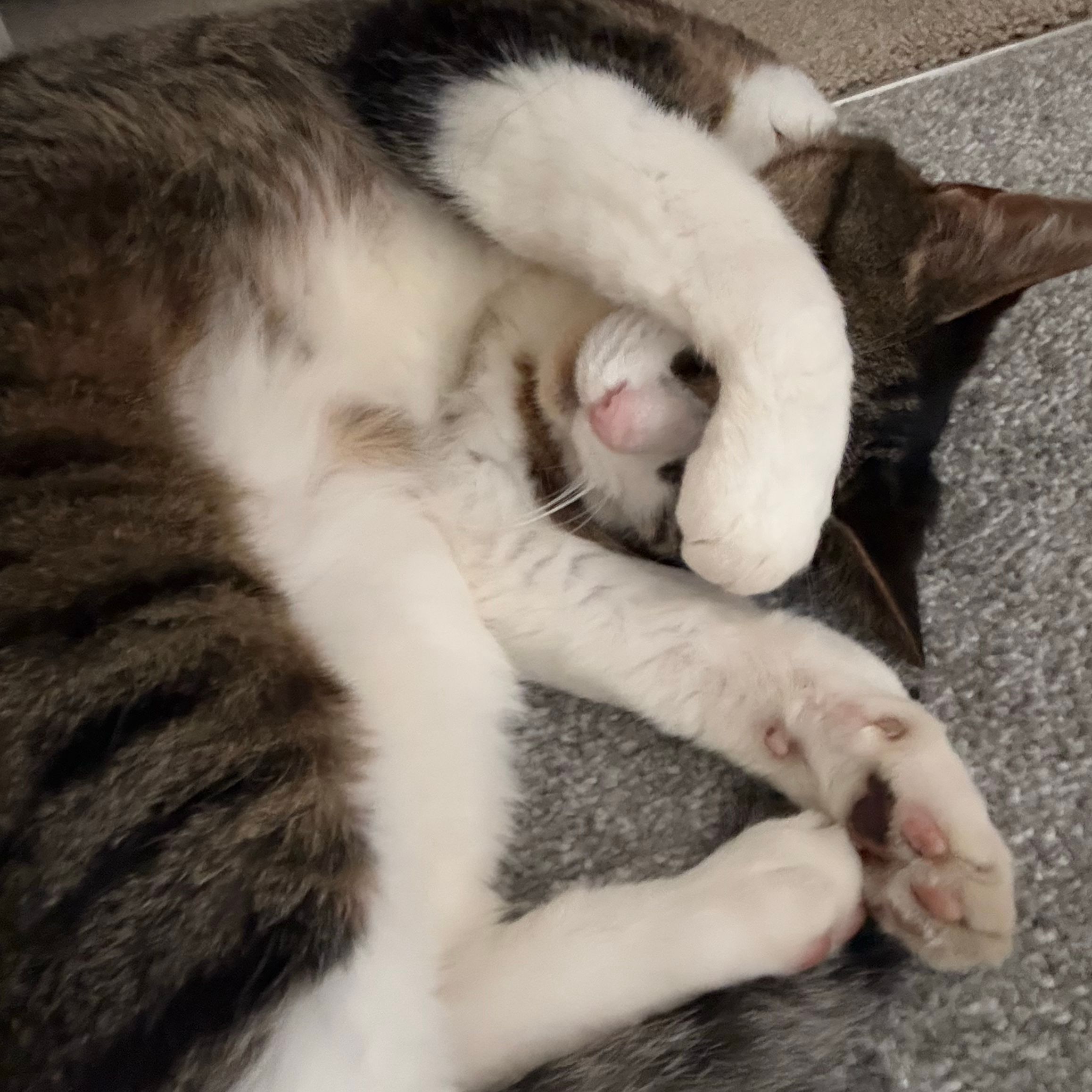 Max