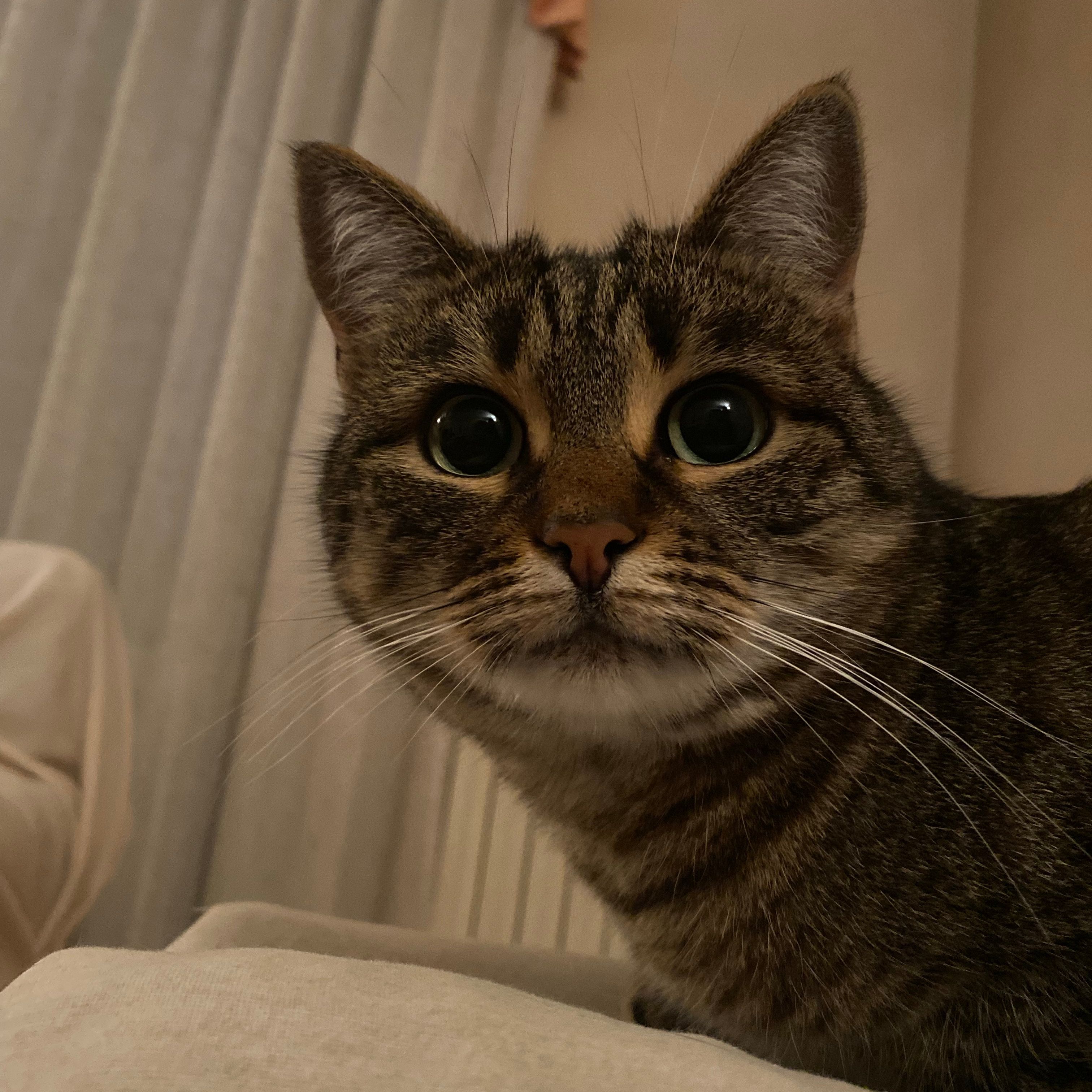 Mimi