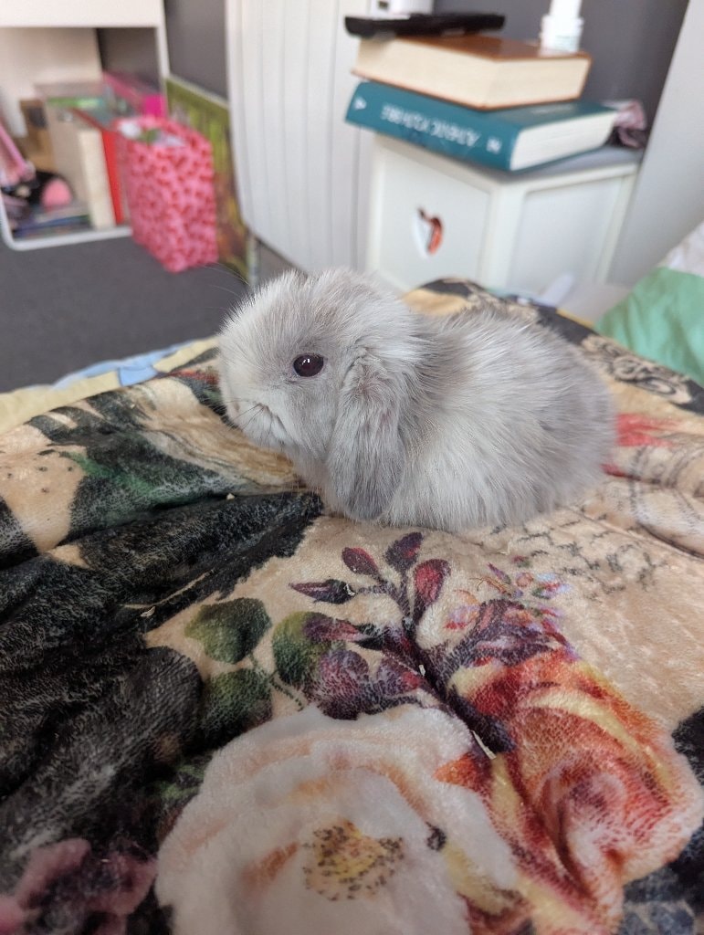 Flopsey 