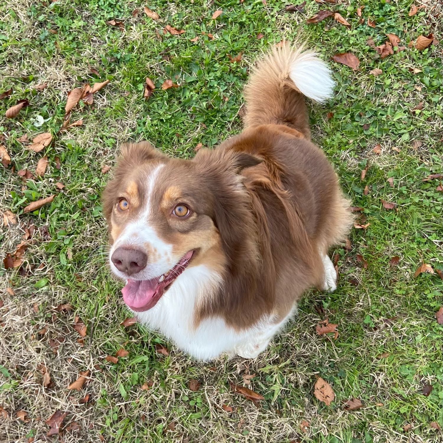 Maya