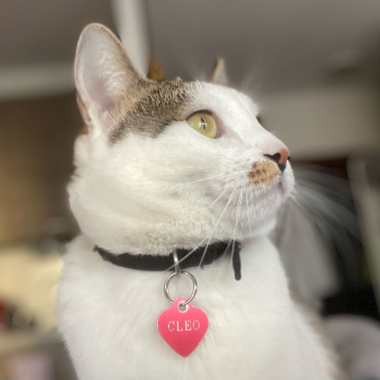 Cleopatra 