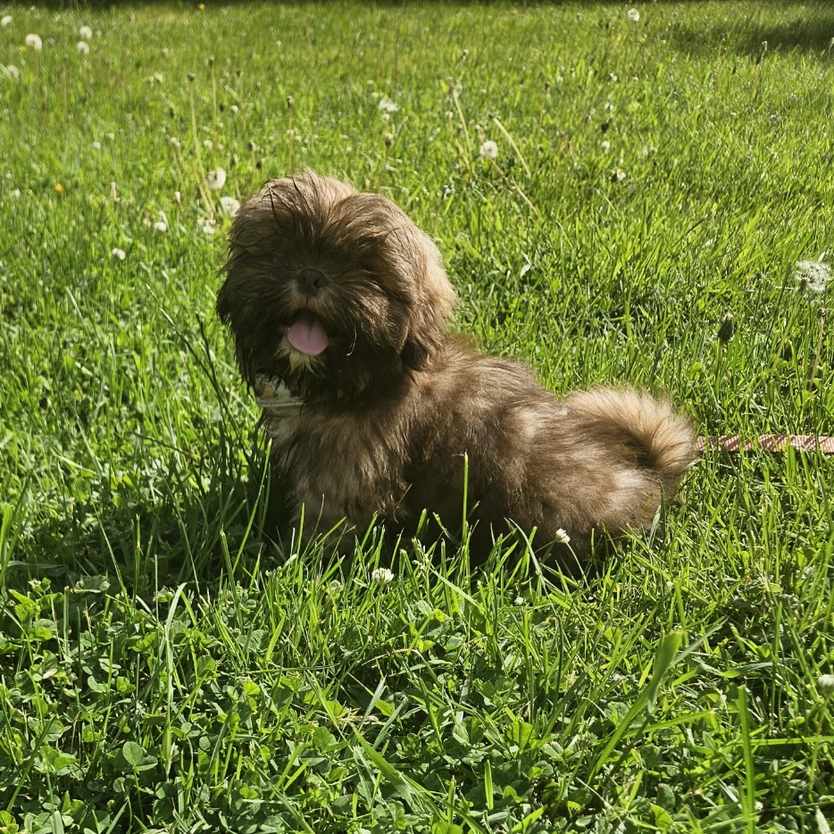 Chewbacca (Chewy)