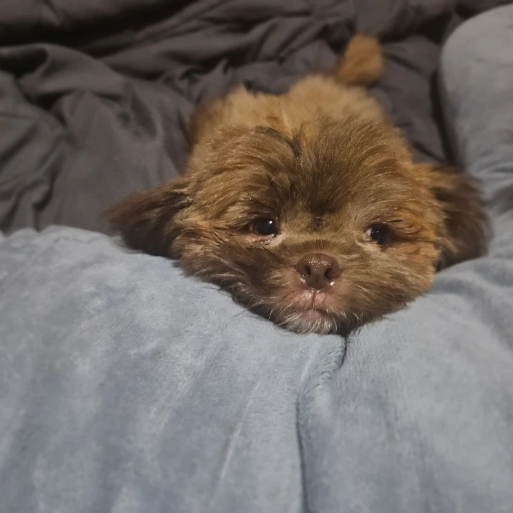 Chewbacca (Chewy)