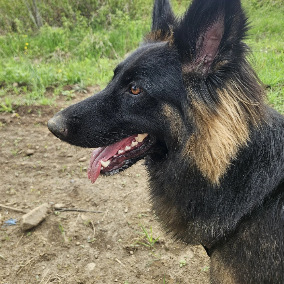 Bella
