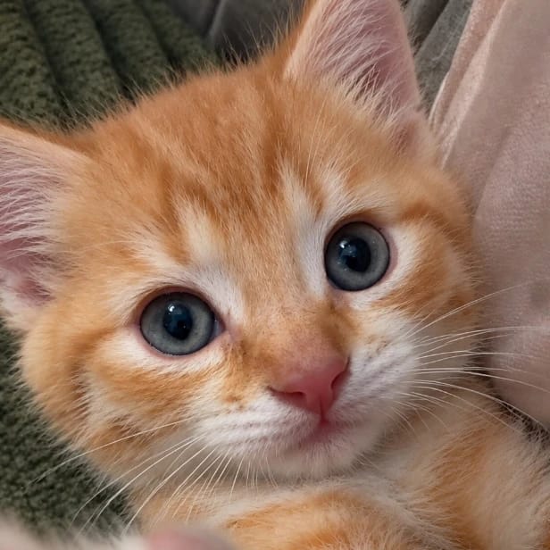 Maple
