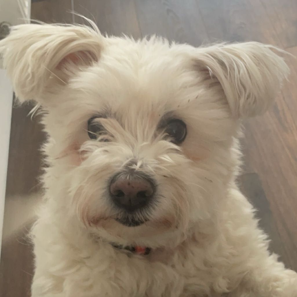 Darcy