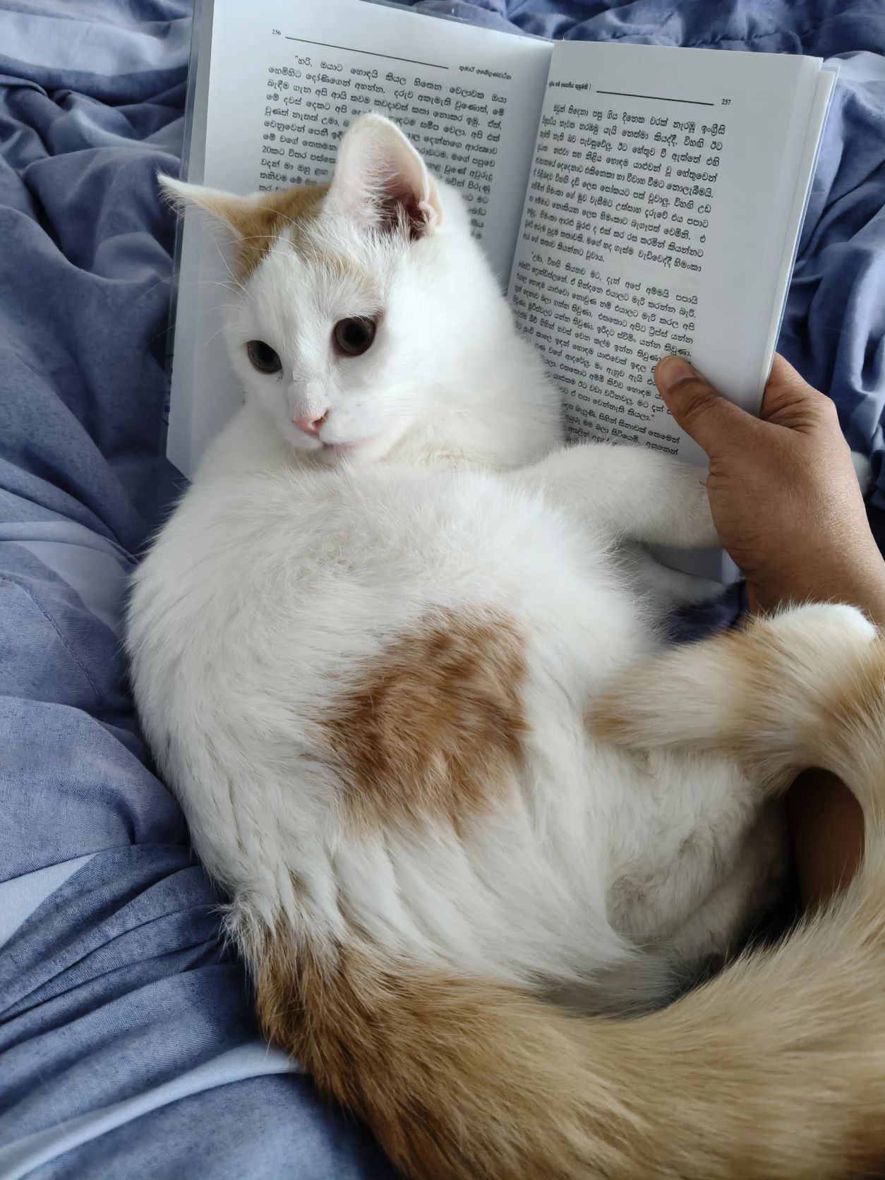 image-9