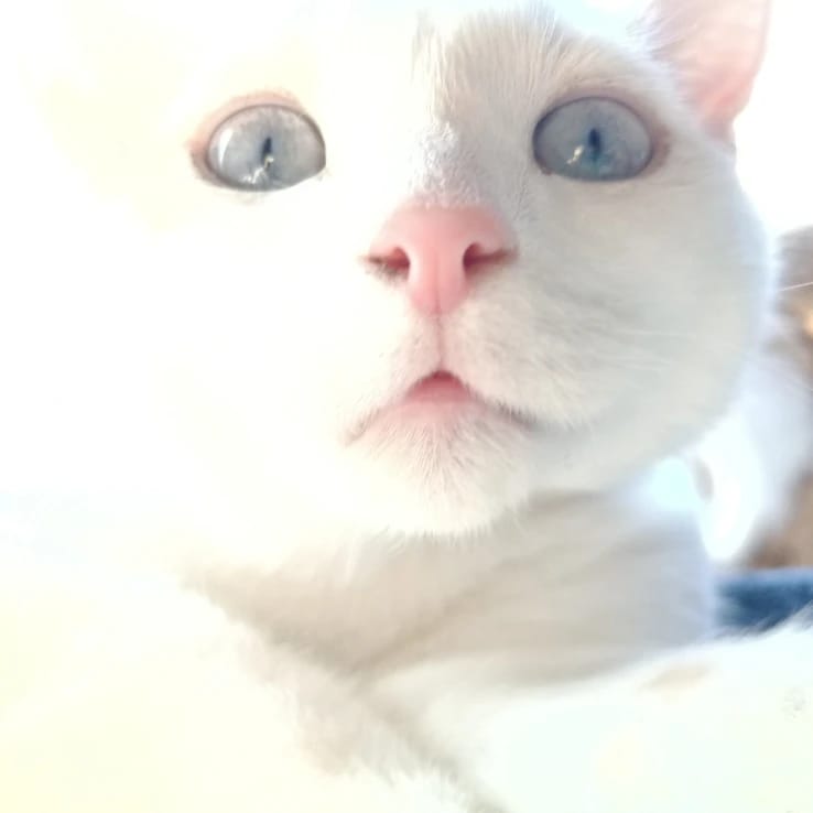 Lumi