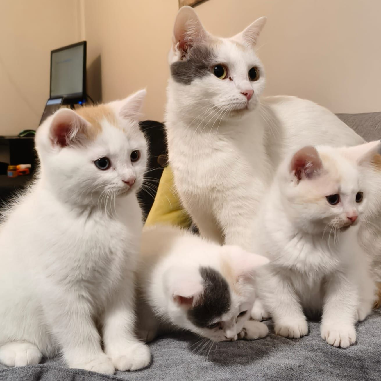 Chubby,Pilvi,Lumi, Nelli
