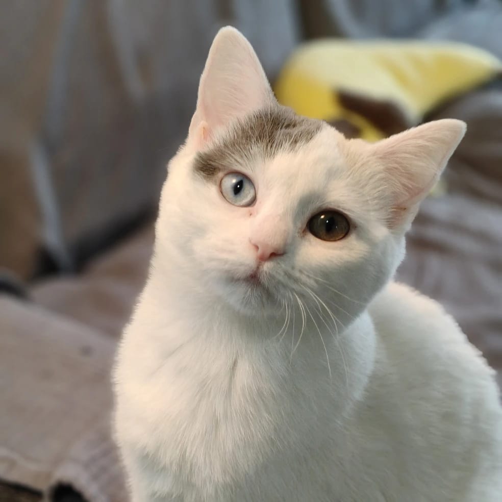 Nelli