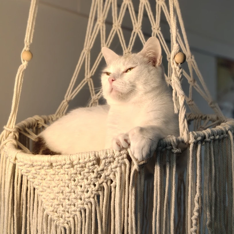 Chubby 