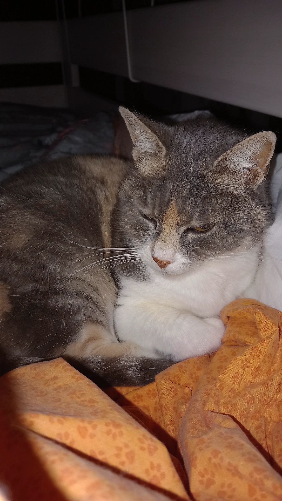 image-5