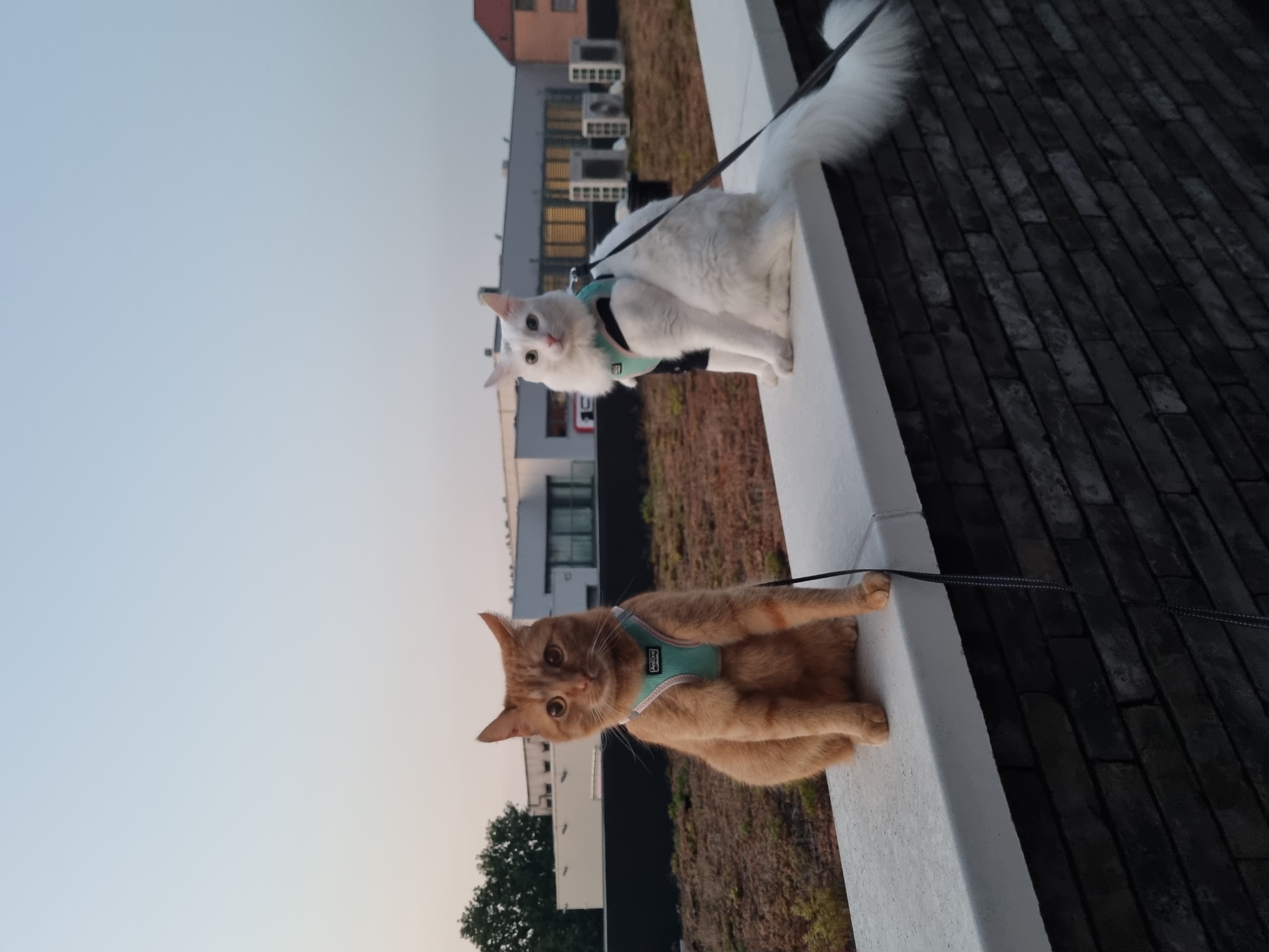 image-10