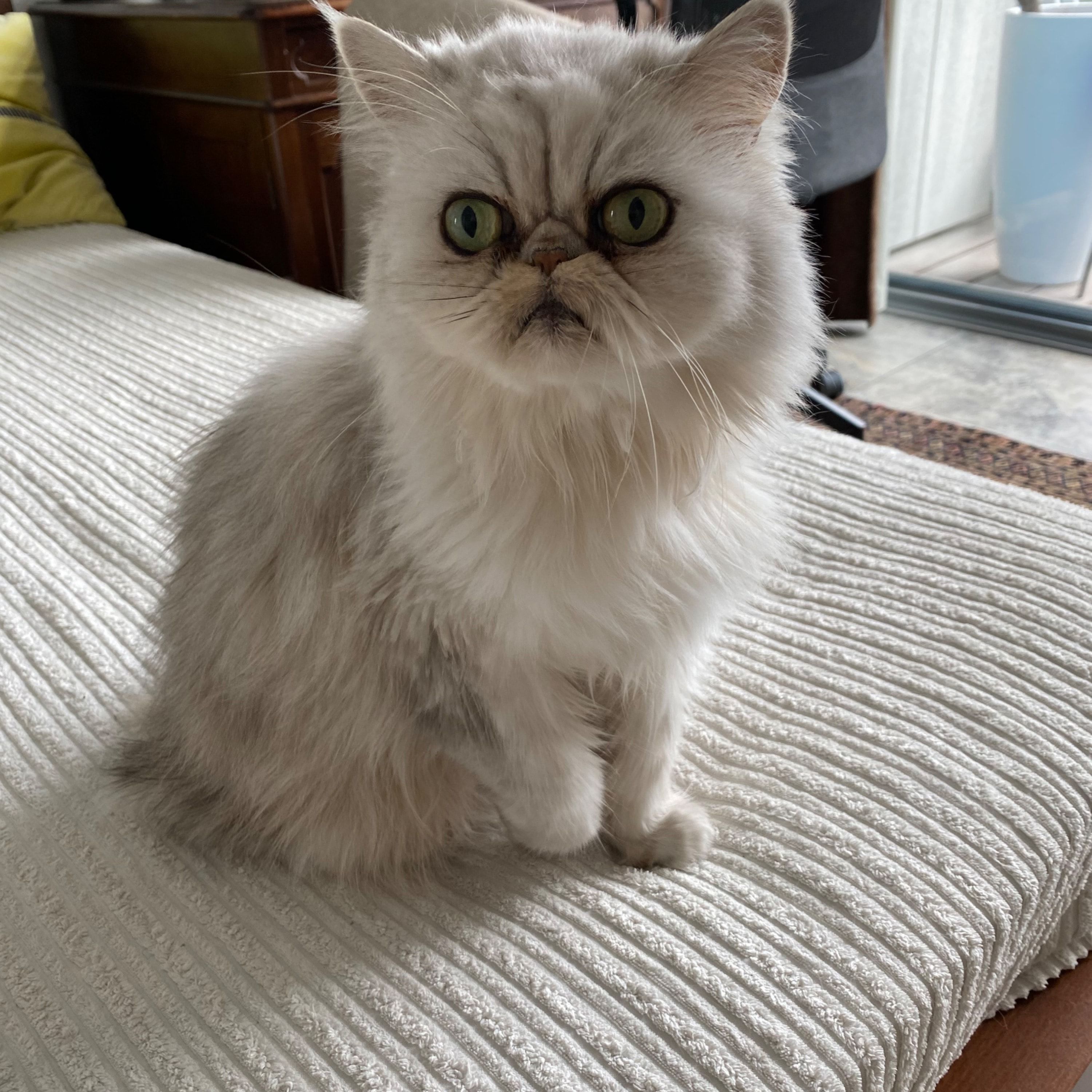 René