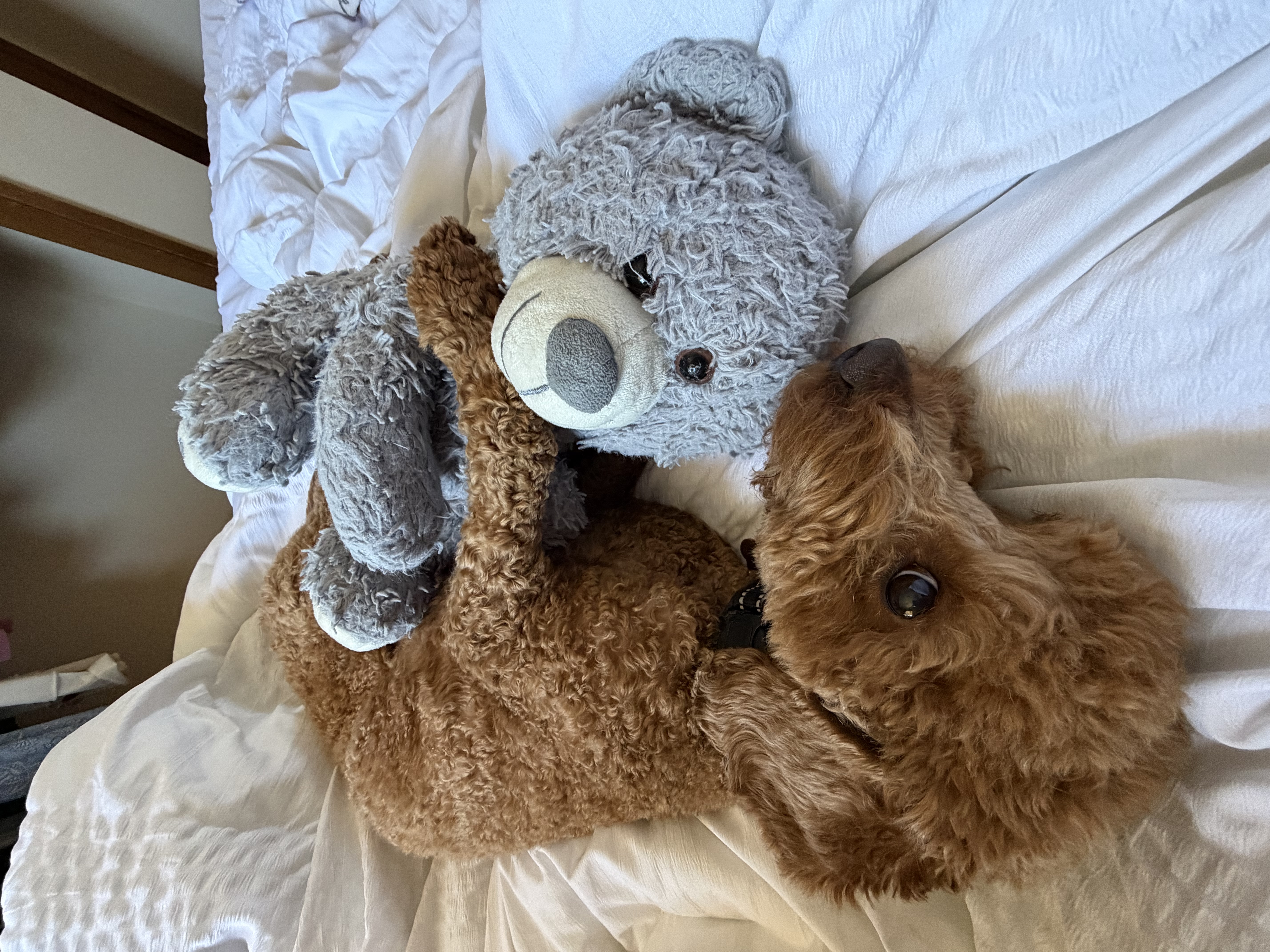 image-8