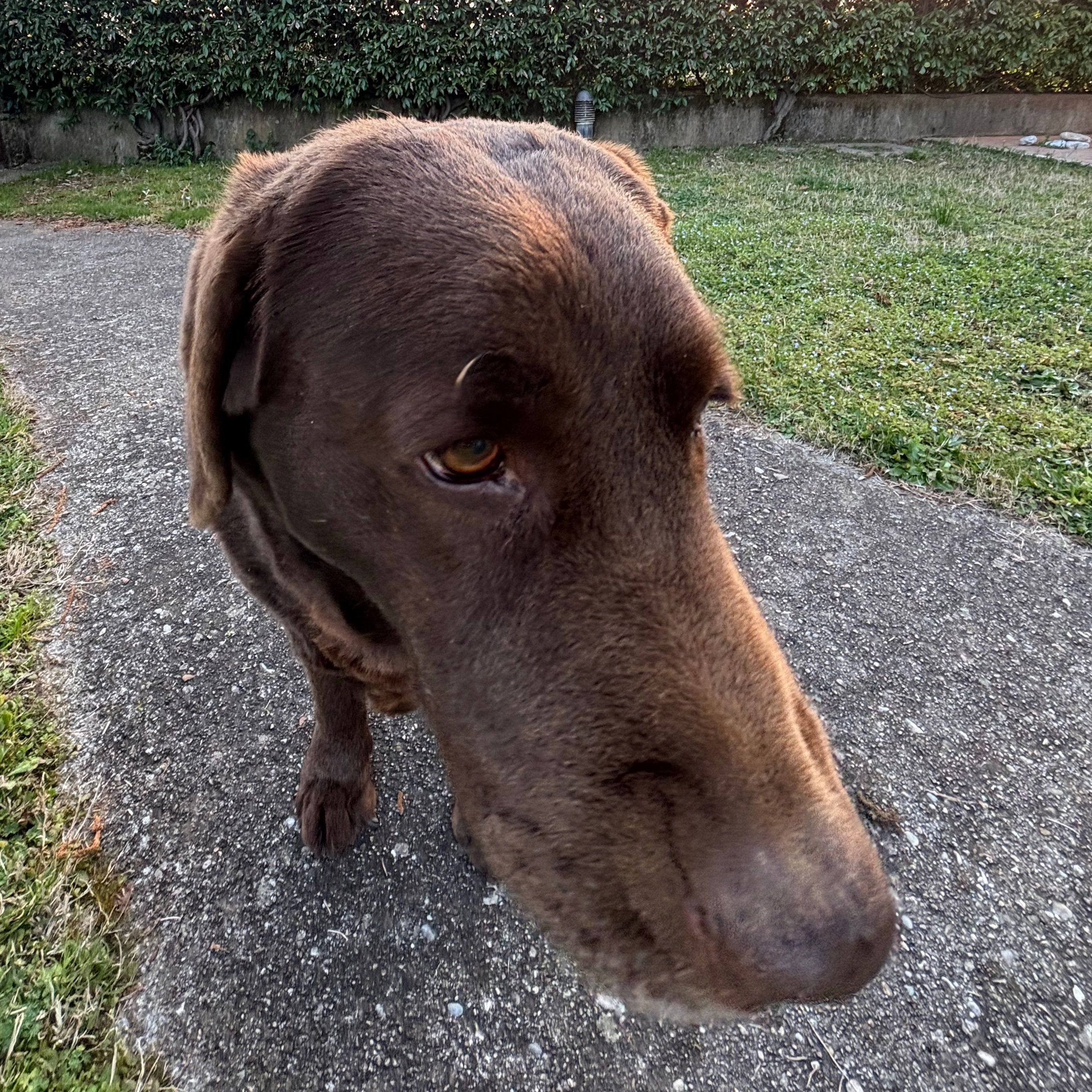 Fiona