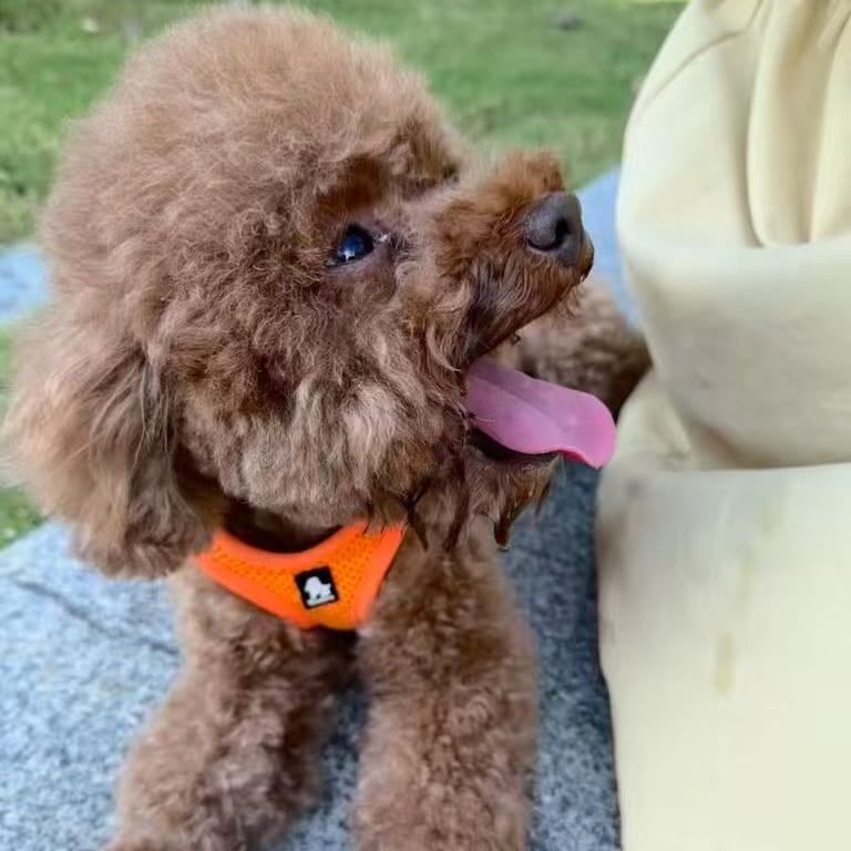 Dumpling