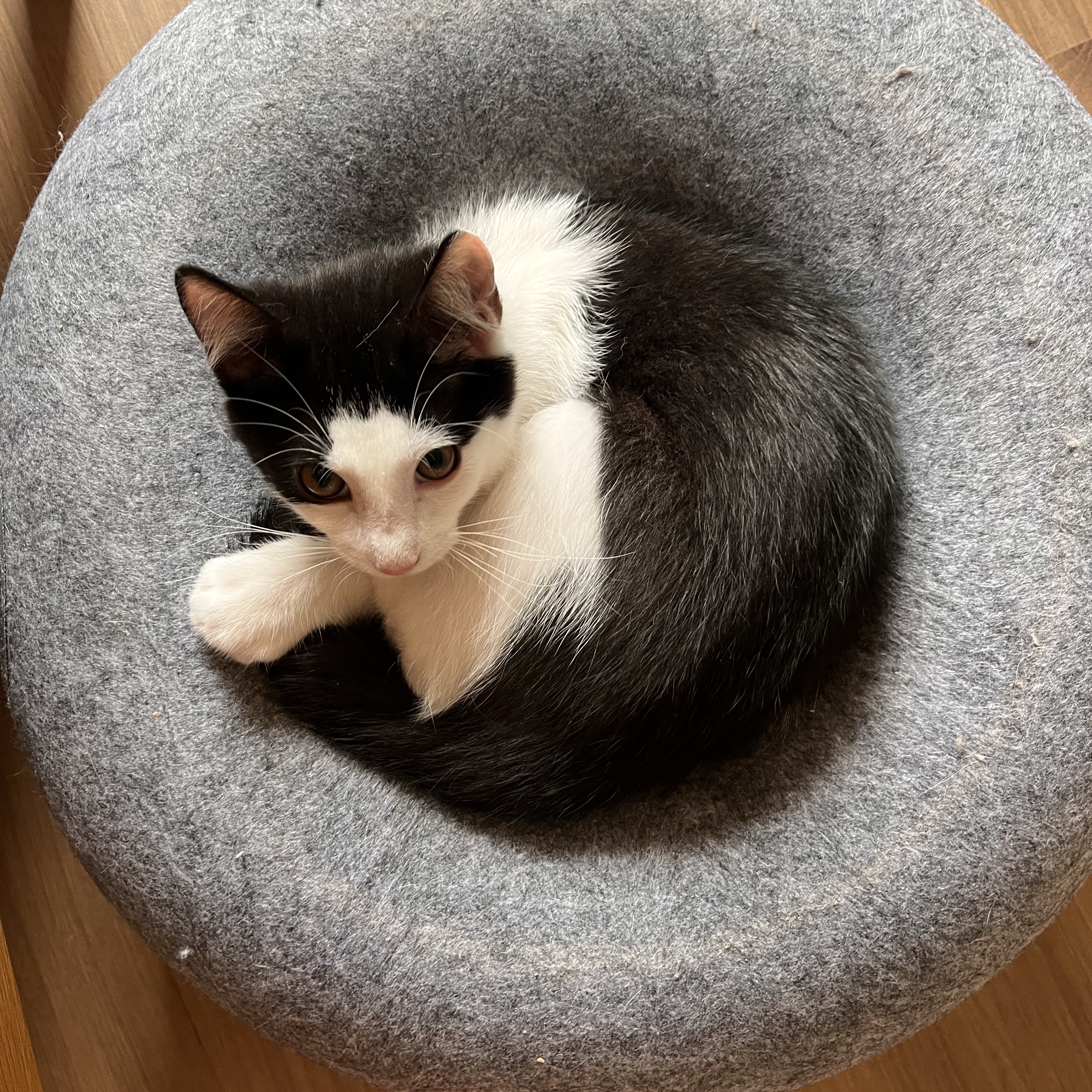 Chico