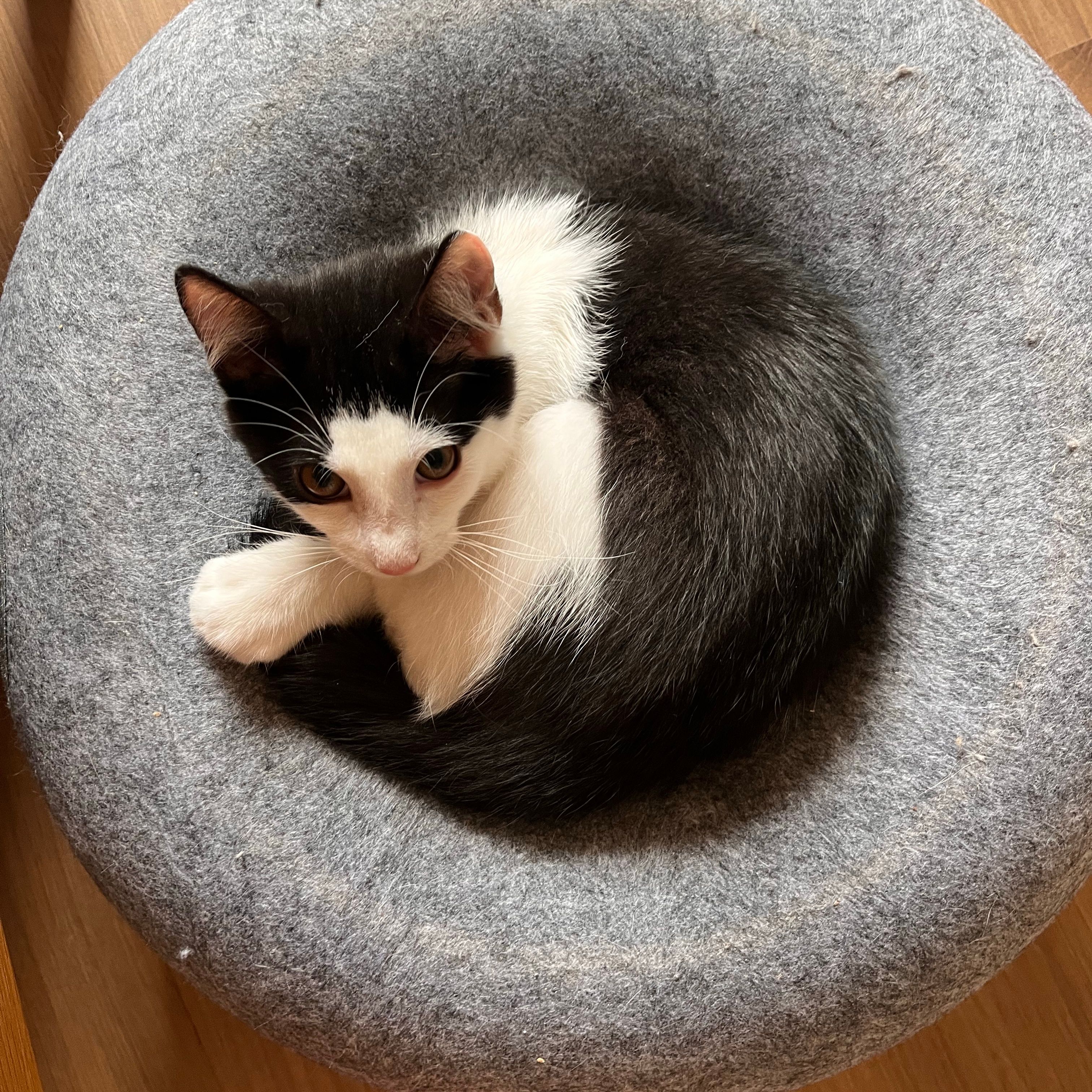 Chico