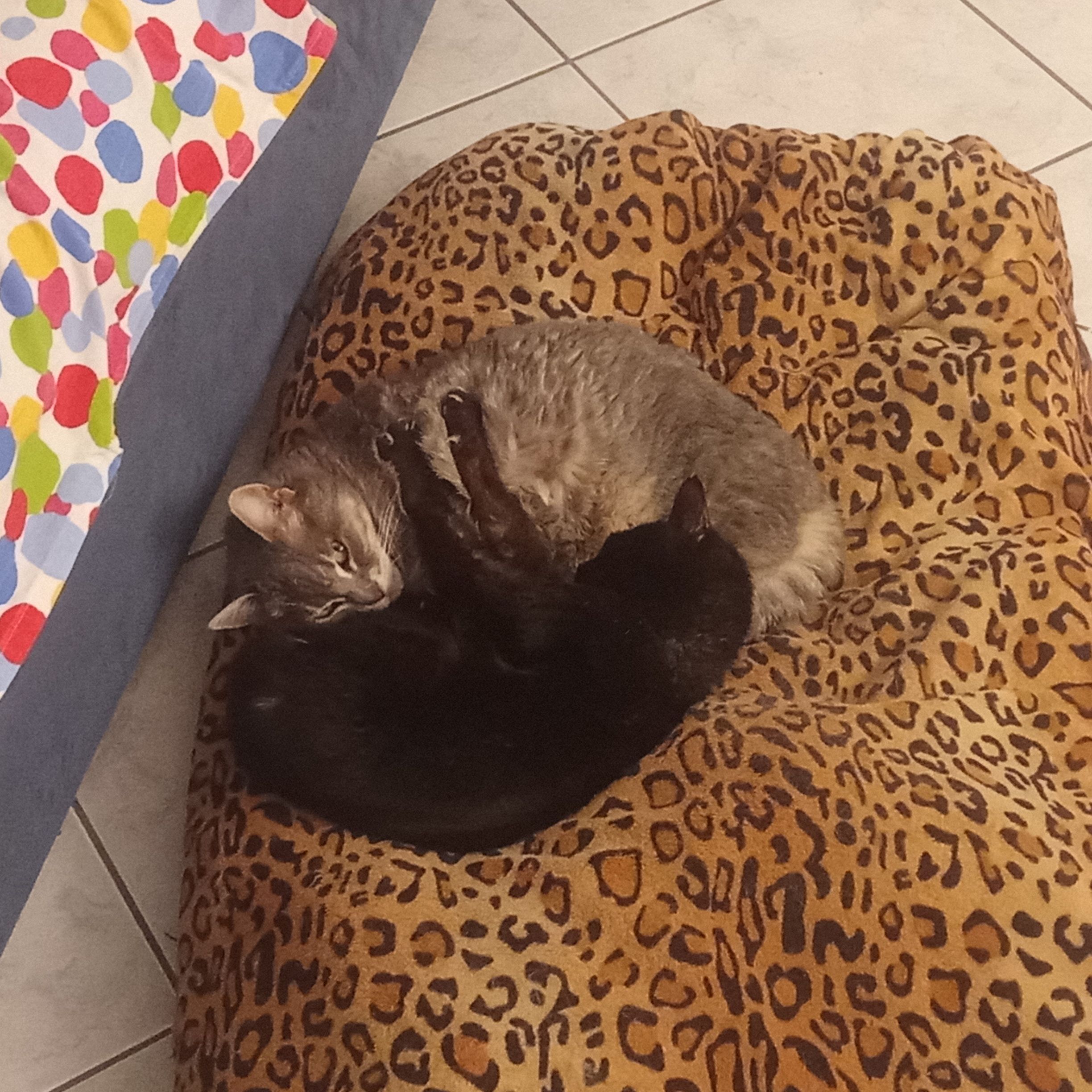 Amelie e Calimero