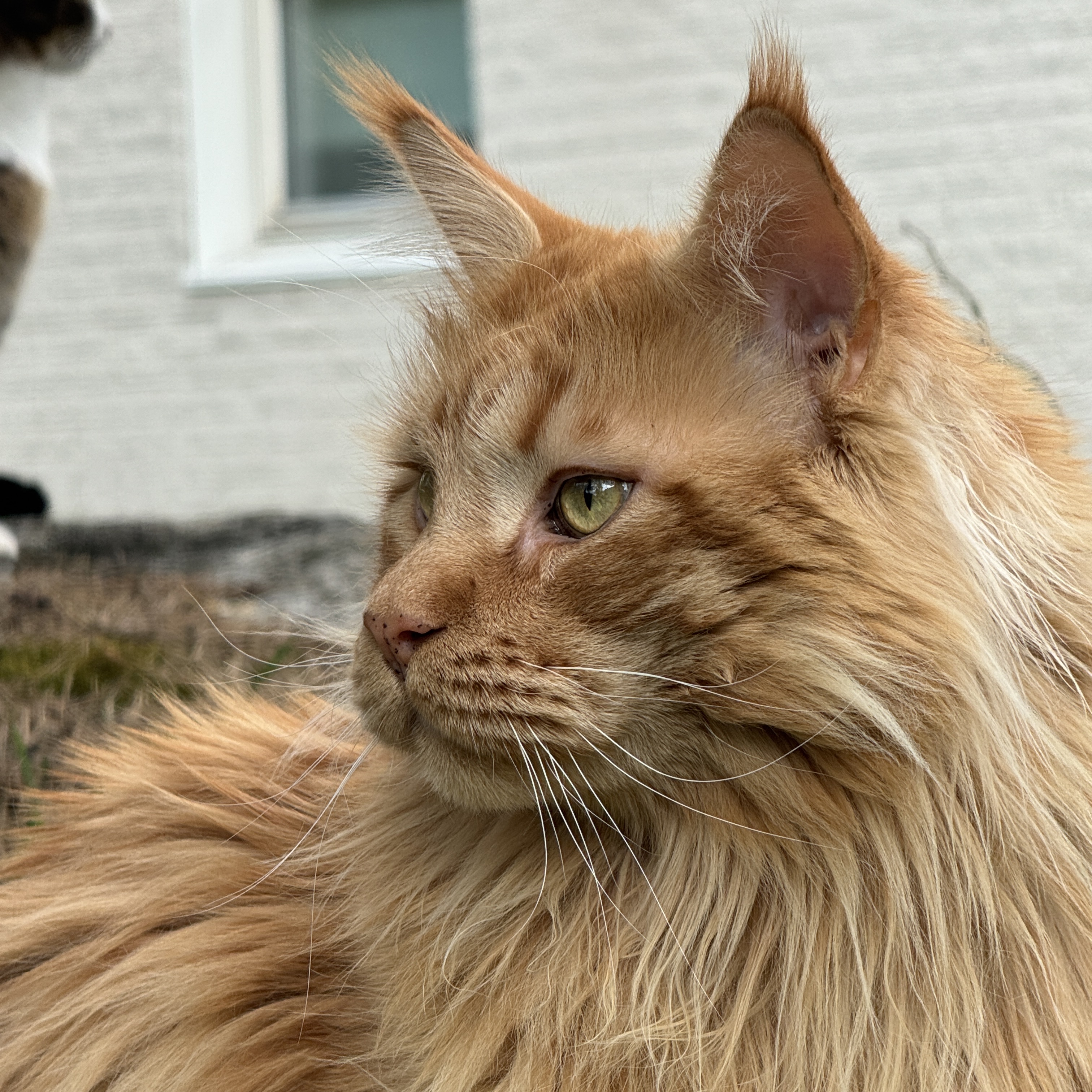 Harald