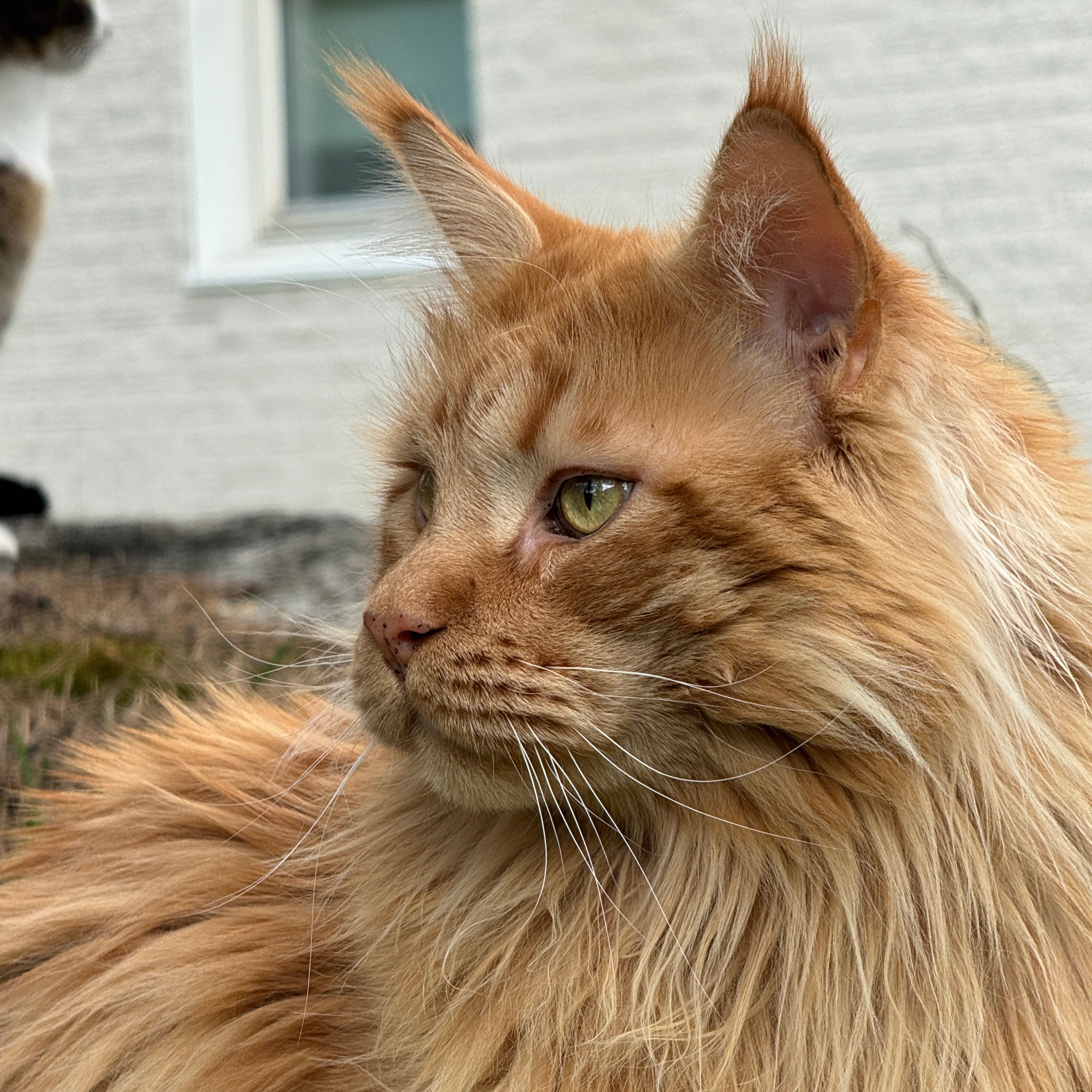 Harald