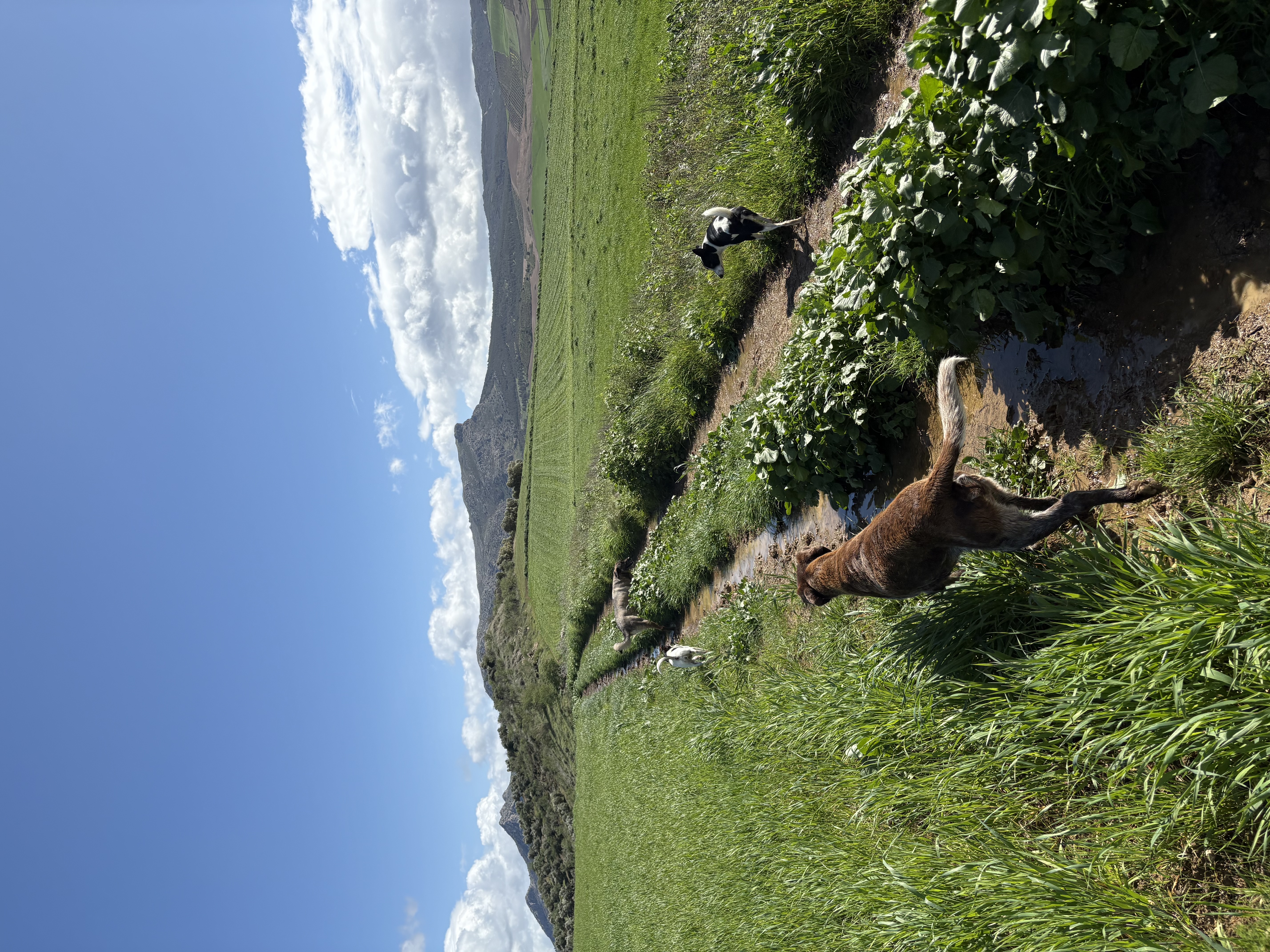 image-3