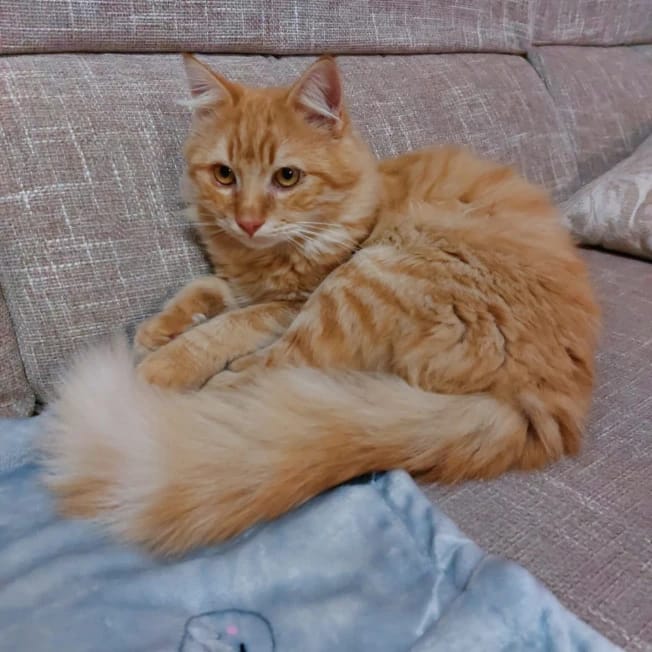 Leone