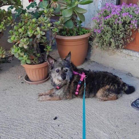 Lola